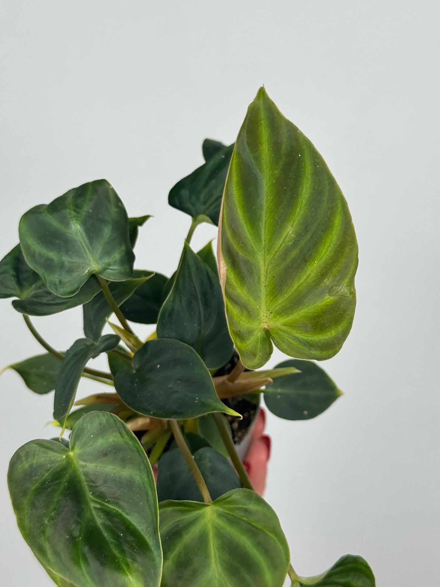 Philodendron El Choco Red