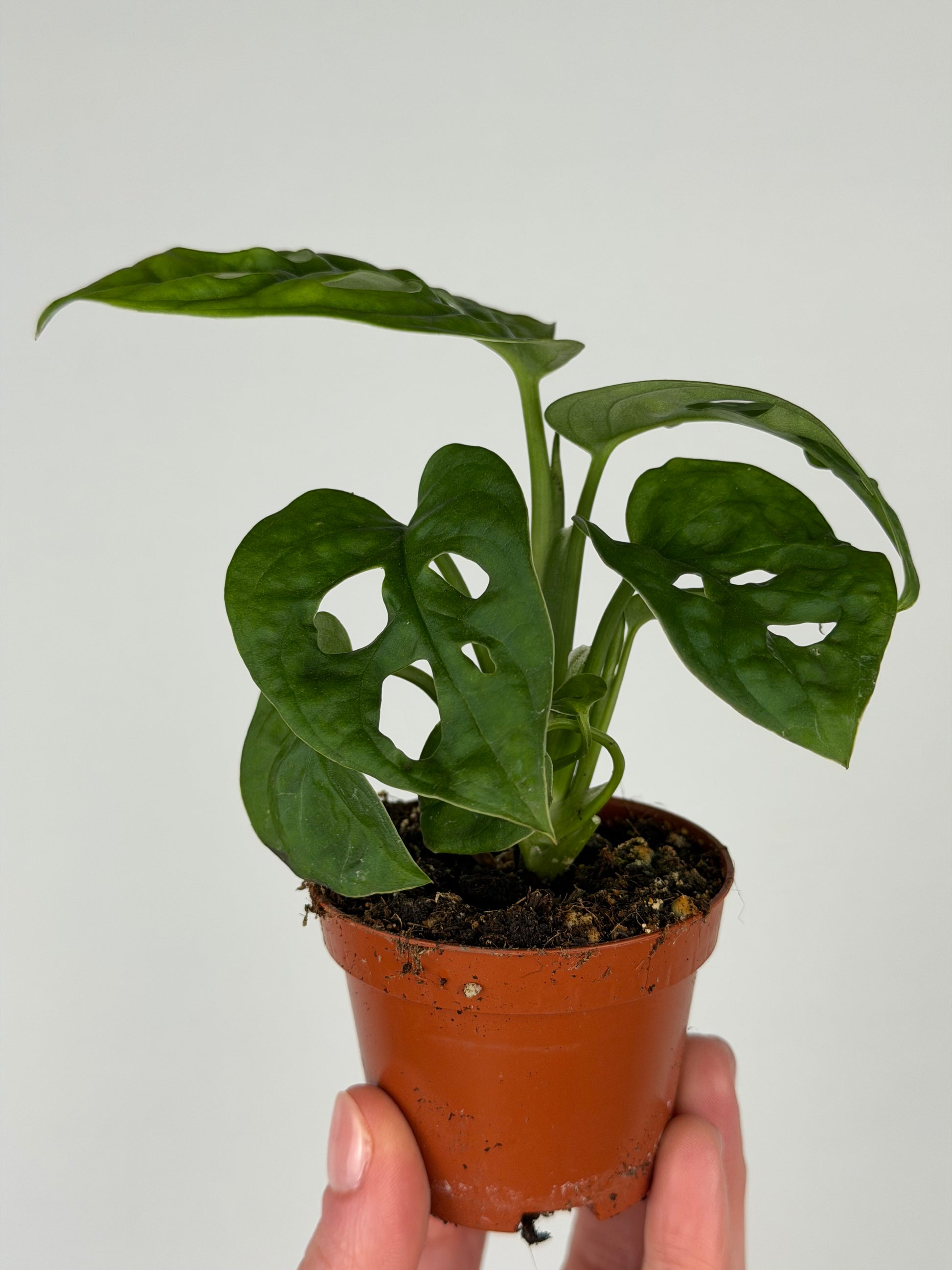 monkey mask monstera Monstera Adansonii 'Monkey Mask' – Tropical Corner