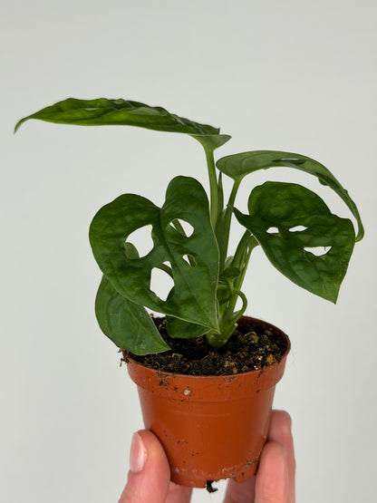 monstera monkey mask vs adansonii Monstera Adansonii 'Monkey Mask' – Tropical Corner