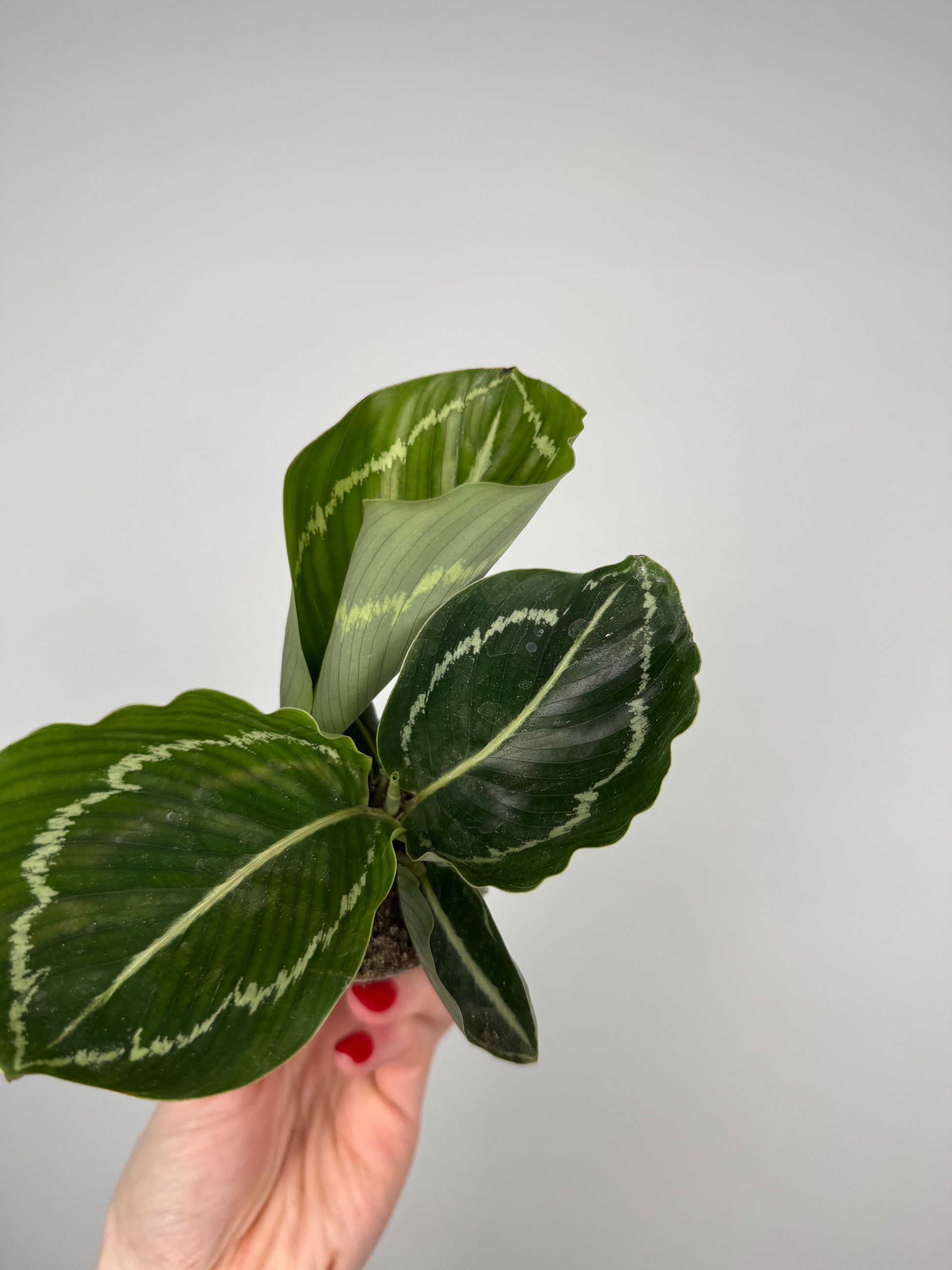 Calathea roseopicta “Green Goddess”