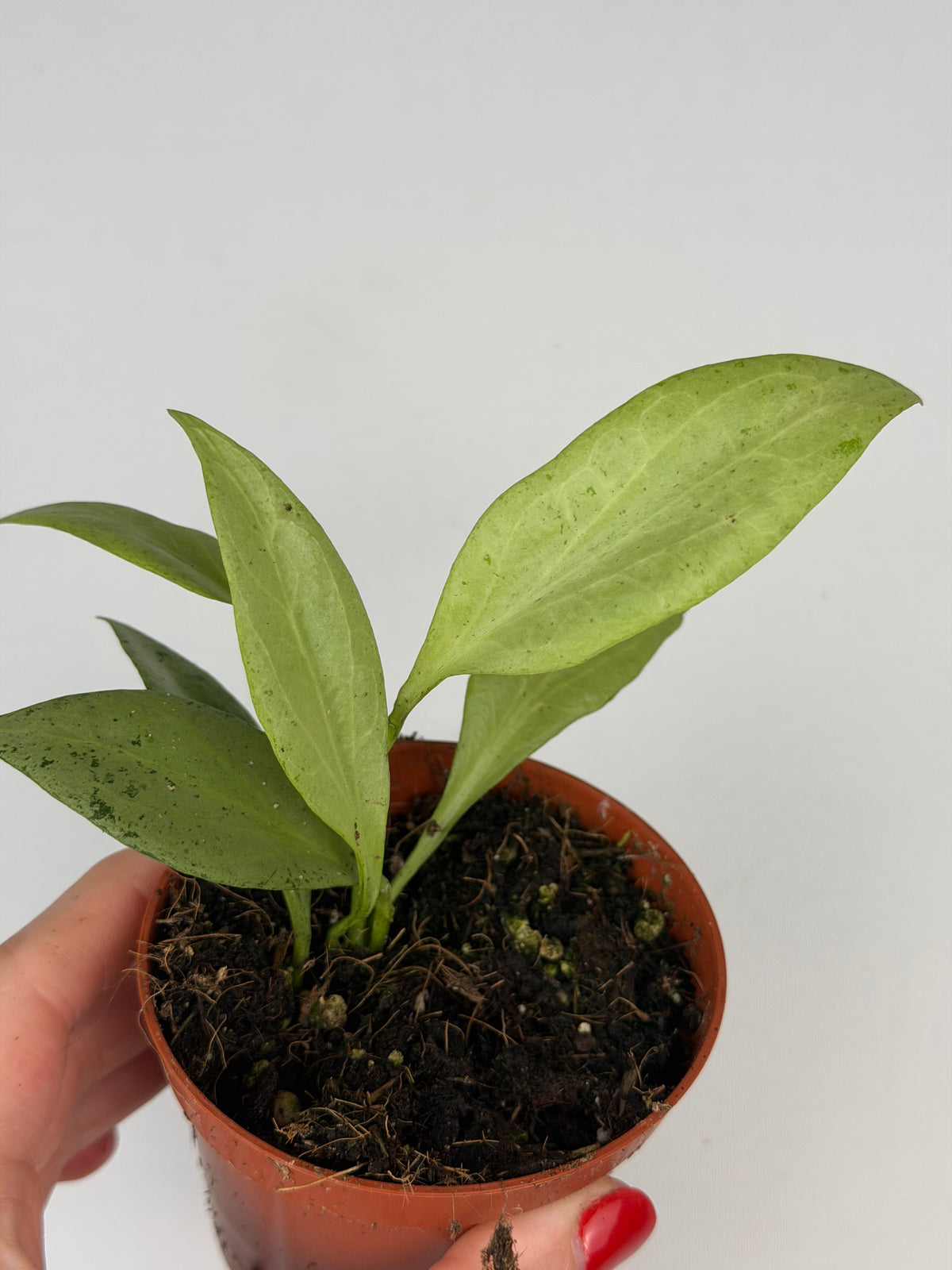 Hoya New Guinea Ghost