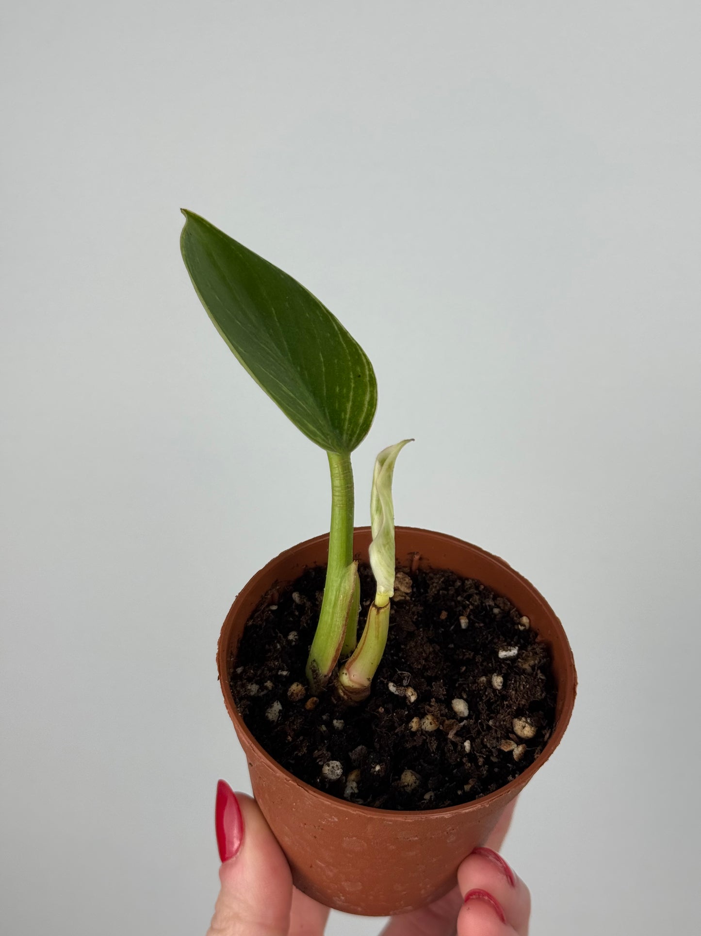 Philodendron Birkin | Tommy