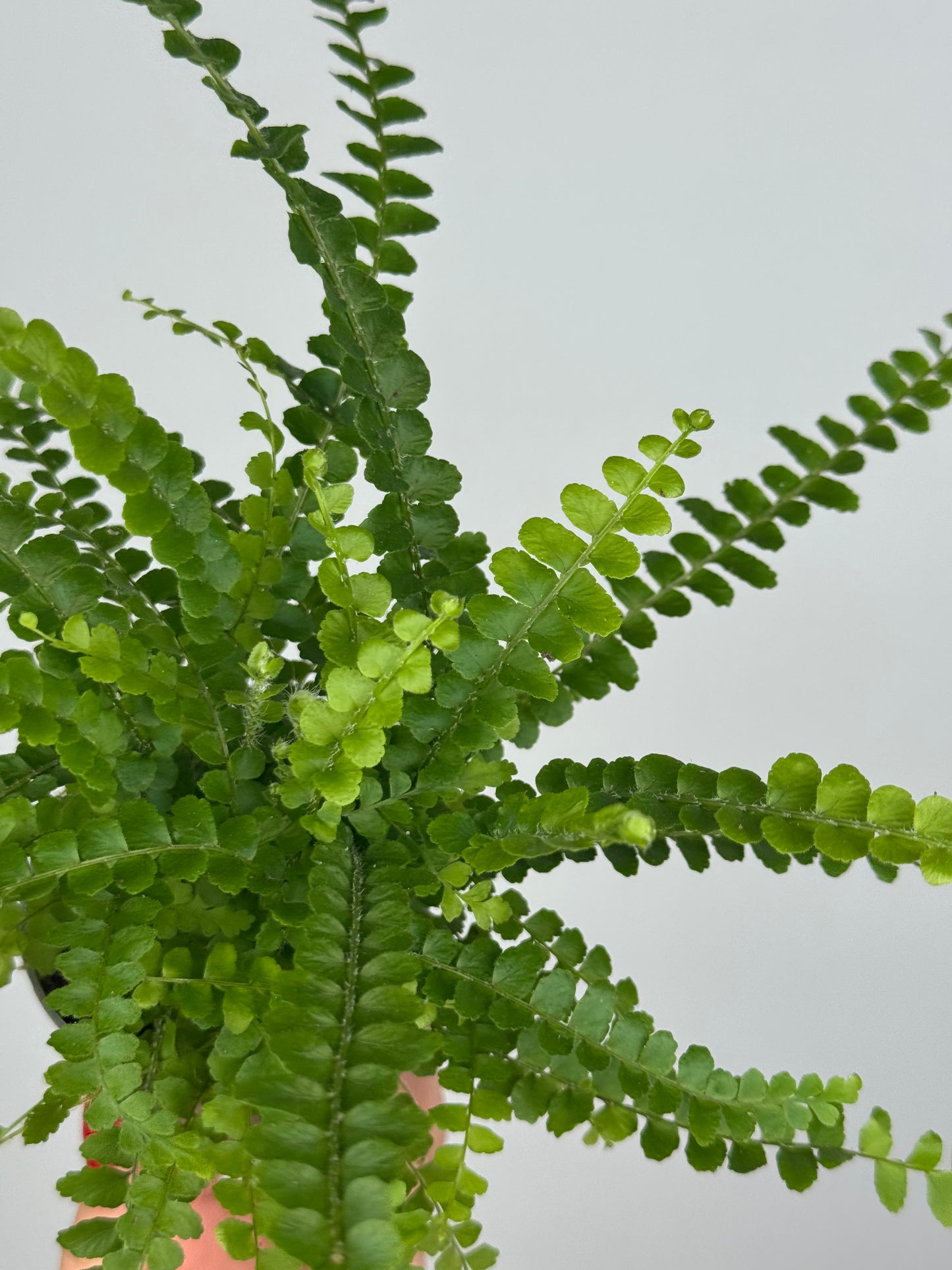 Nephrolepis cordifolia “Duffy”