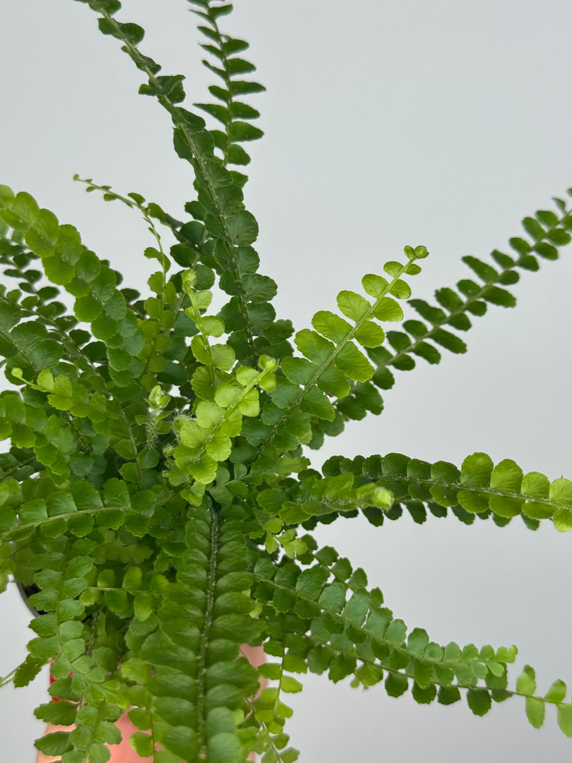 Nephrolepis cordifolia “Duffy”