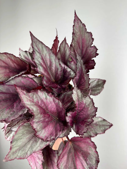 Begonia “Maori Haze”