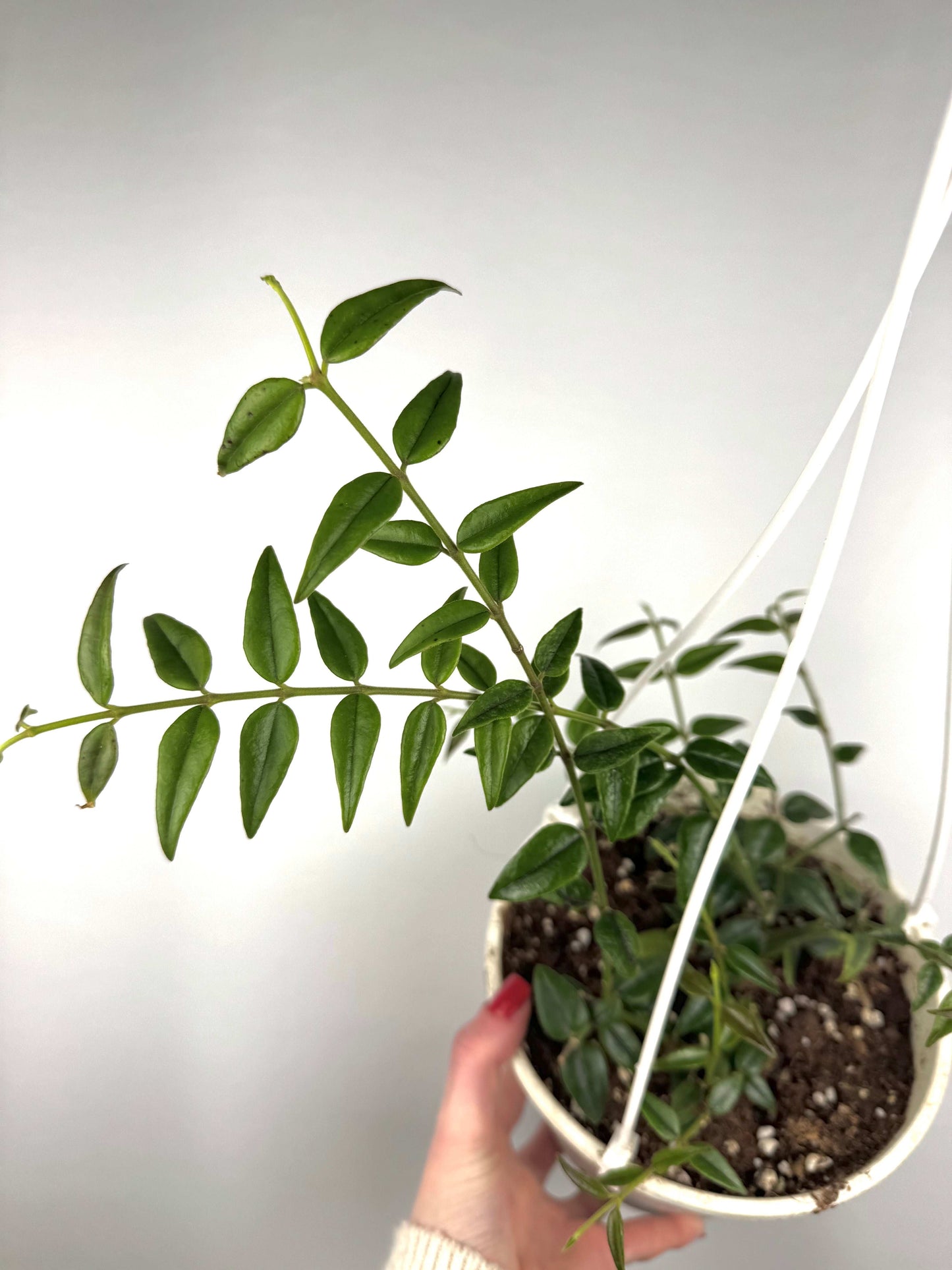 Hoya Bella