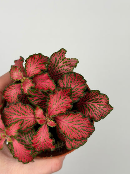 Fittonia 'Forest Flame' Fittonia Tropical Corner