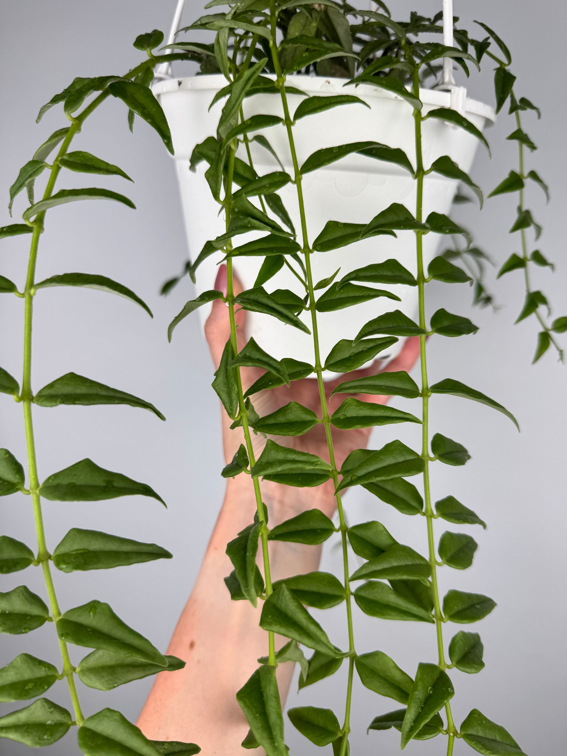Hoya Bella