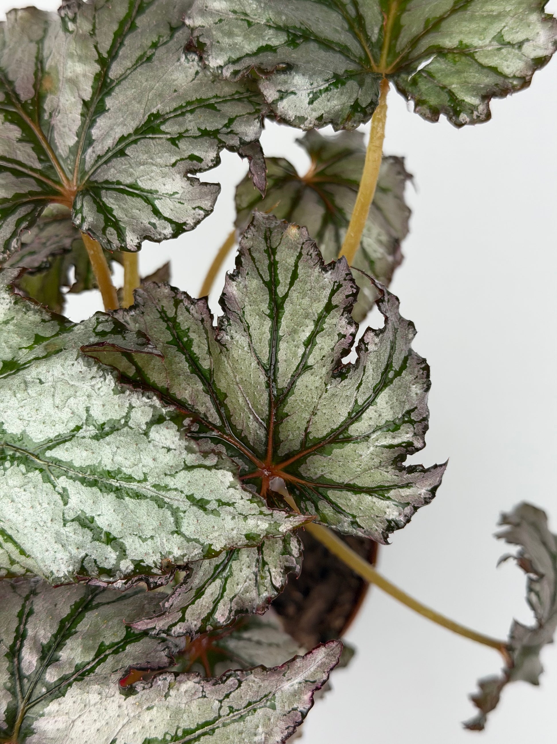 Begonia 'Spacestar Maia'