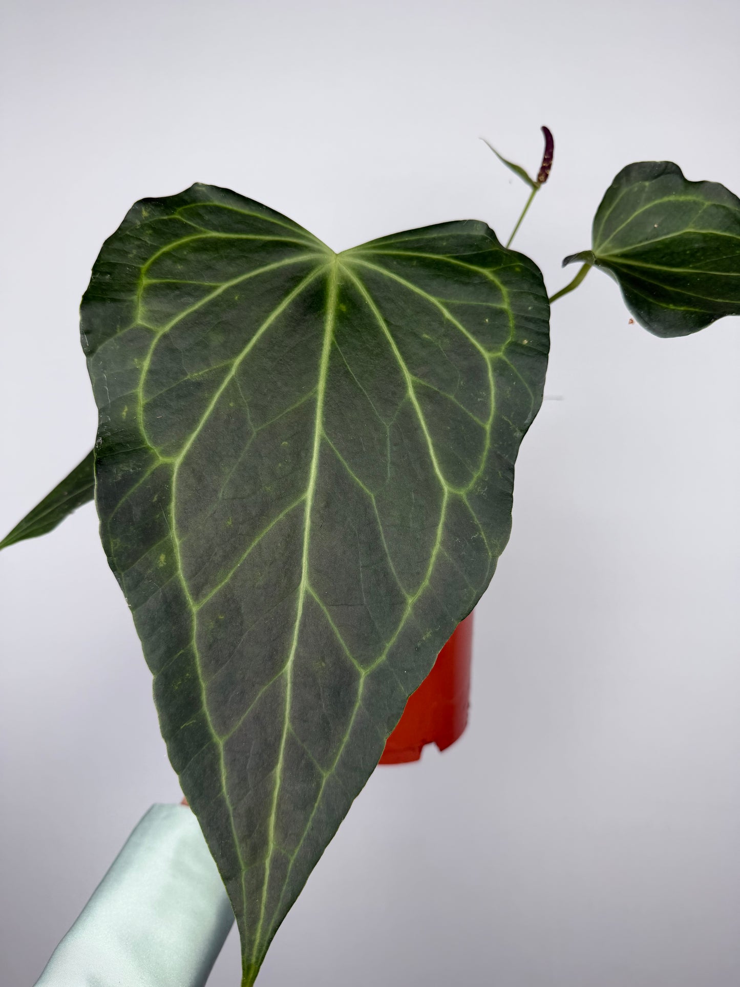 Anthurium Delta Force