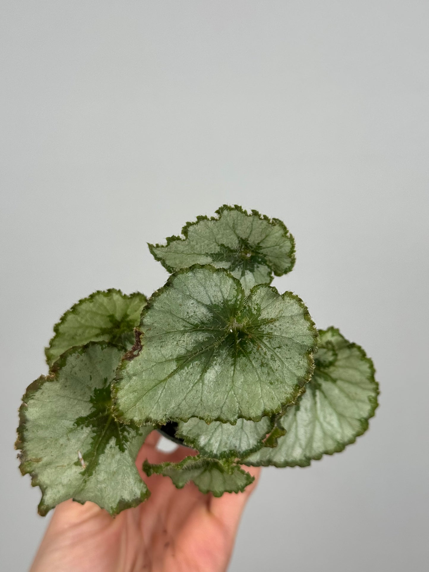 Begonia “Escargot”