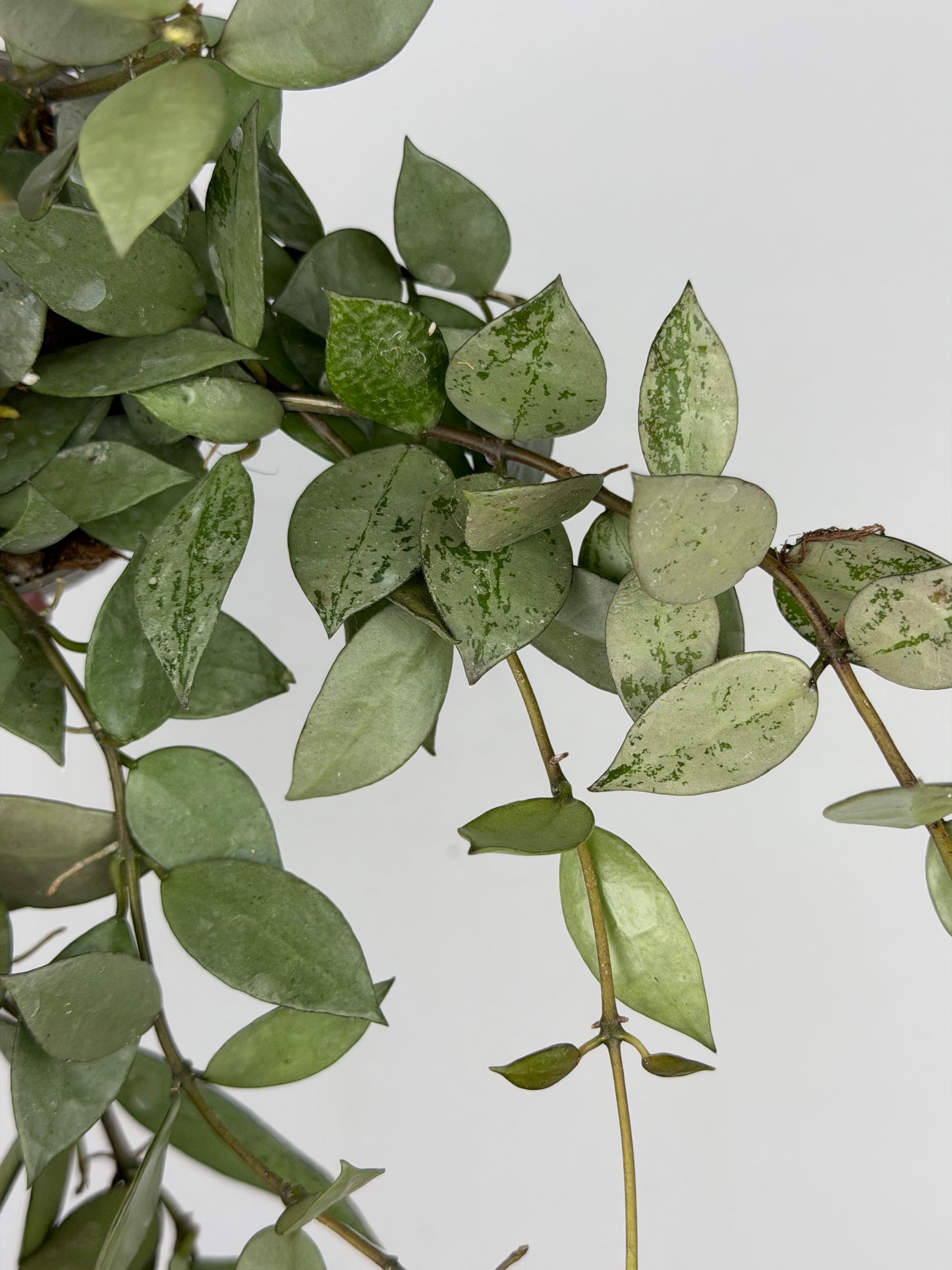 Hoya Krohniana 'Eskimo' Hoya Tropical Corner