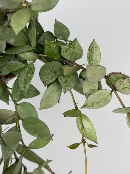 Hoya Krohniana 'Eskimo' Hoya Tropical Corner