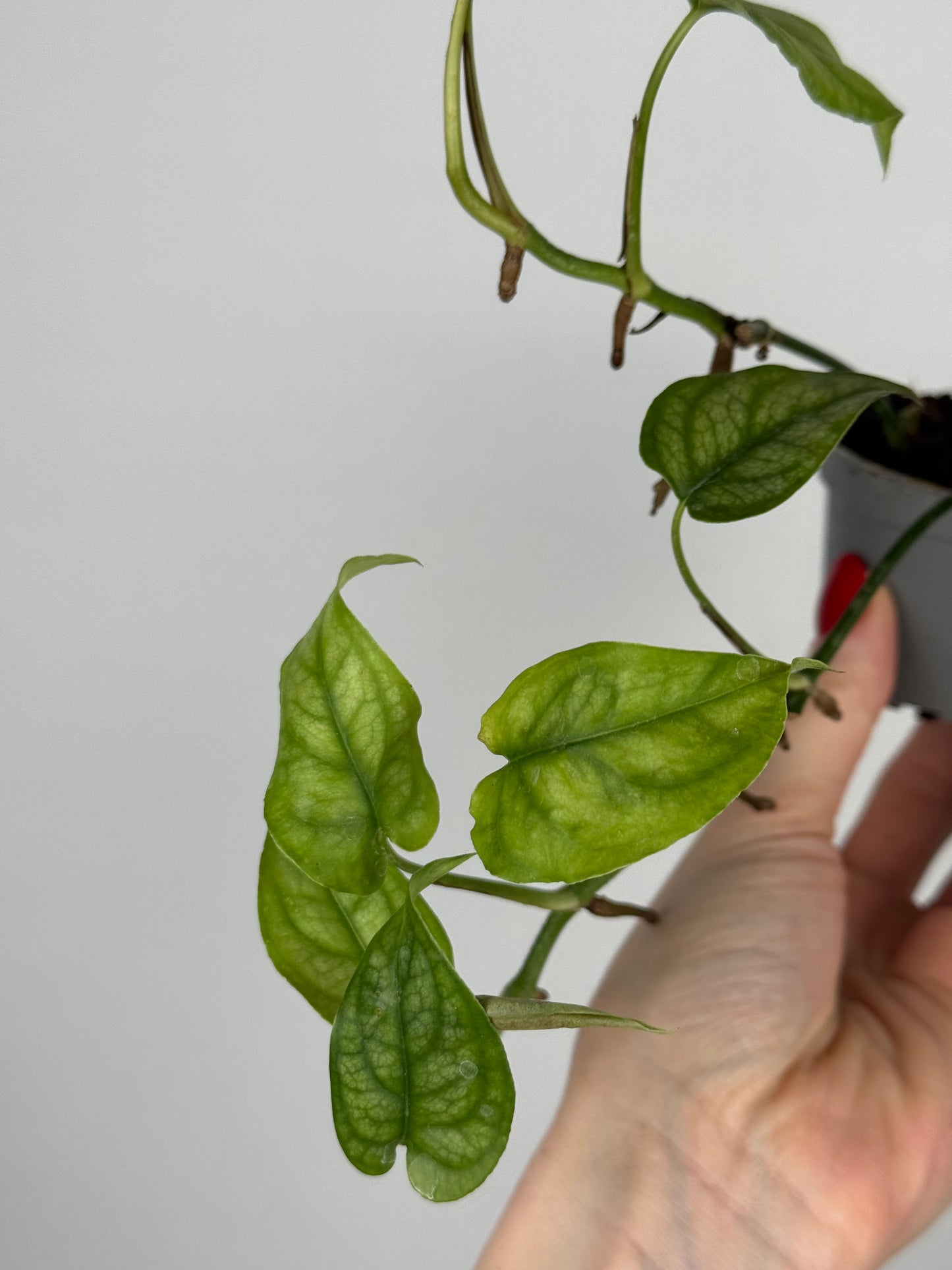 Monstera Siltepecana | Jade