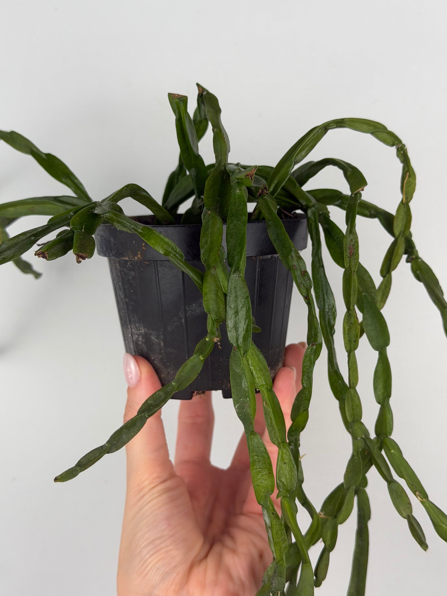 Rhipsalis Paradoxa Tropical Corner