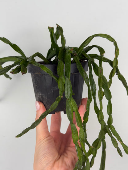 Rhipsalis Paradoxa Tropical Corner