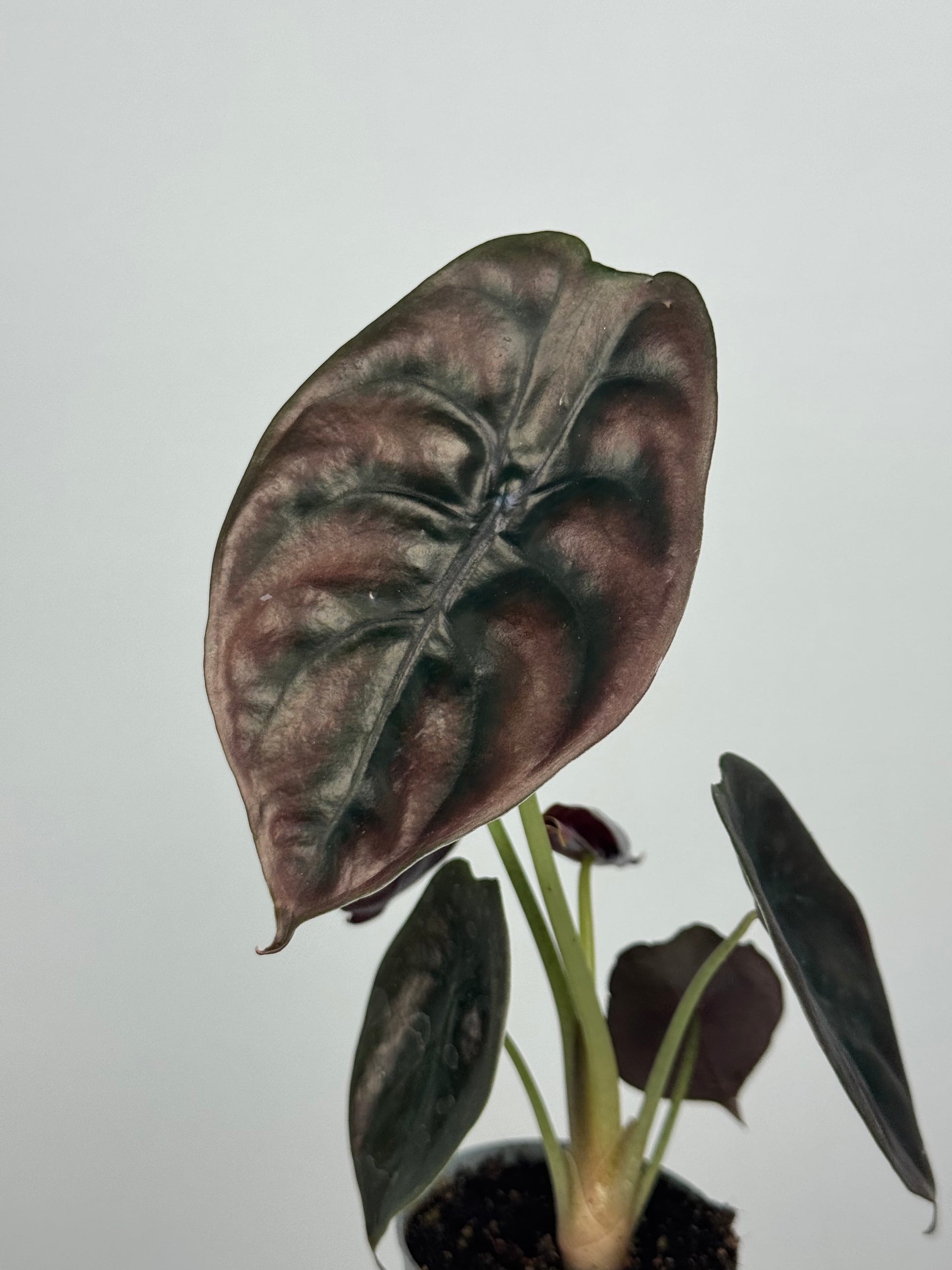 Alocasia Cuprea “Red Secret”