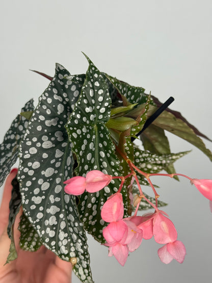 Begonia maculata “Double dot”
