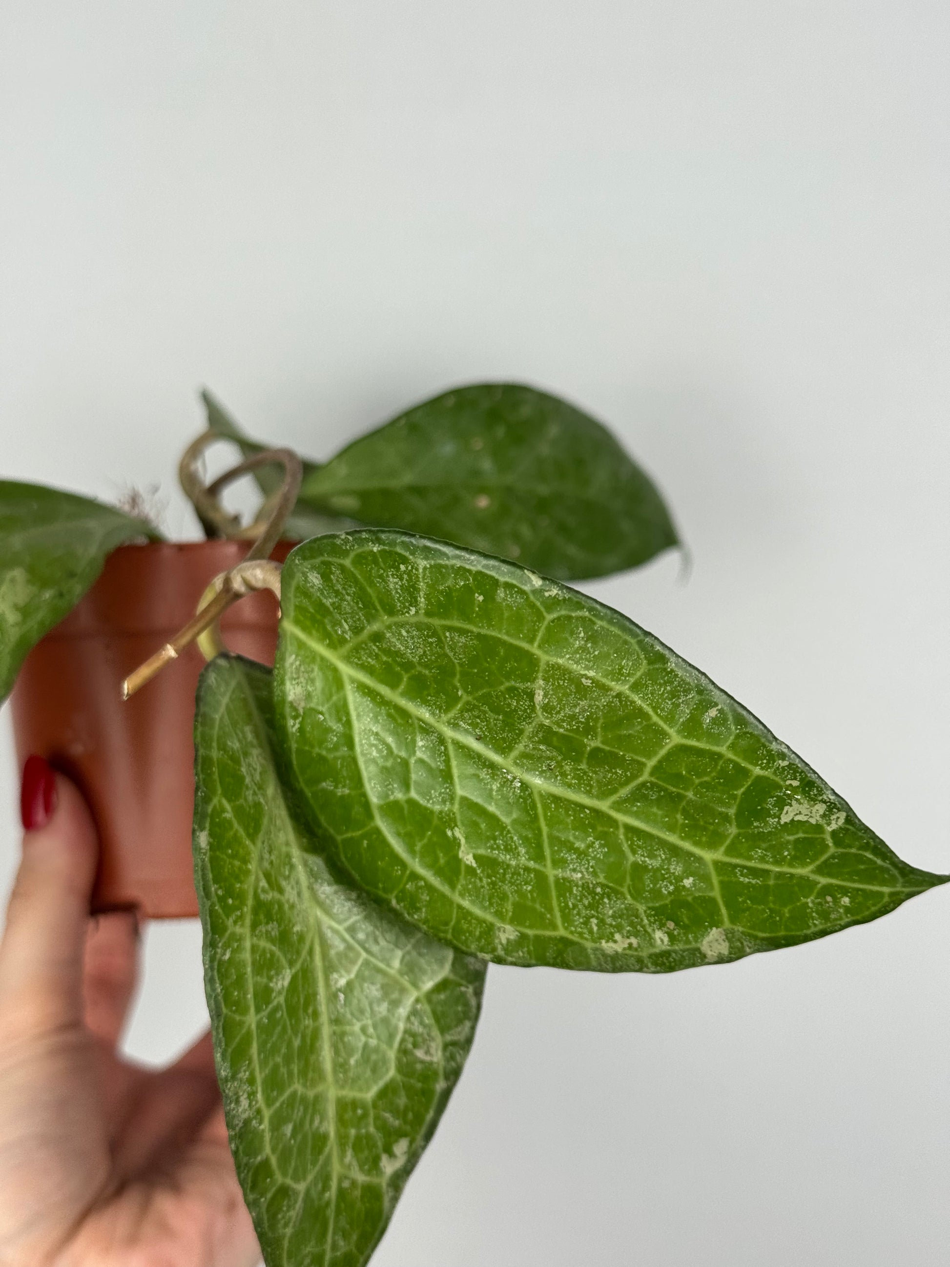 Hoya Verticillata “Wayang Splash”