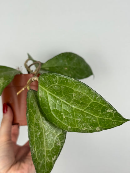 Hoya Verticillata “Wayang Splash”