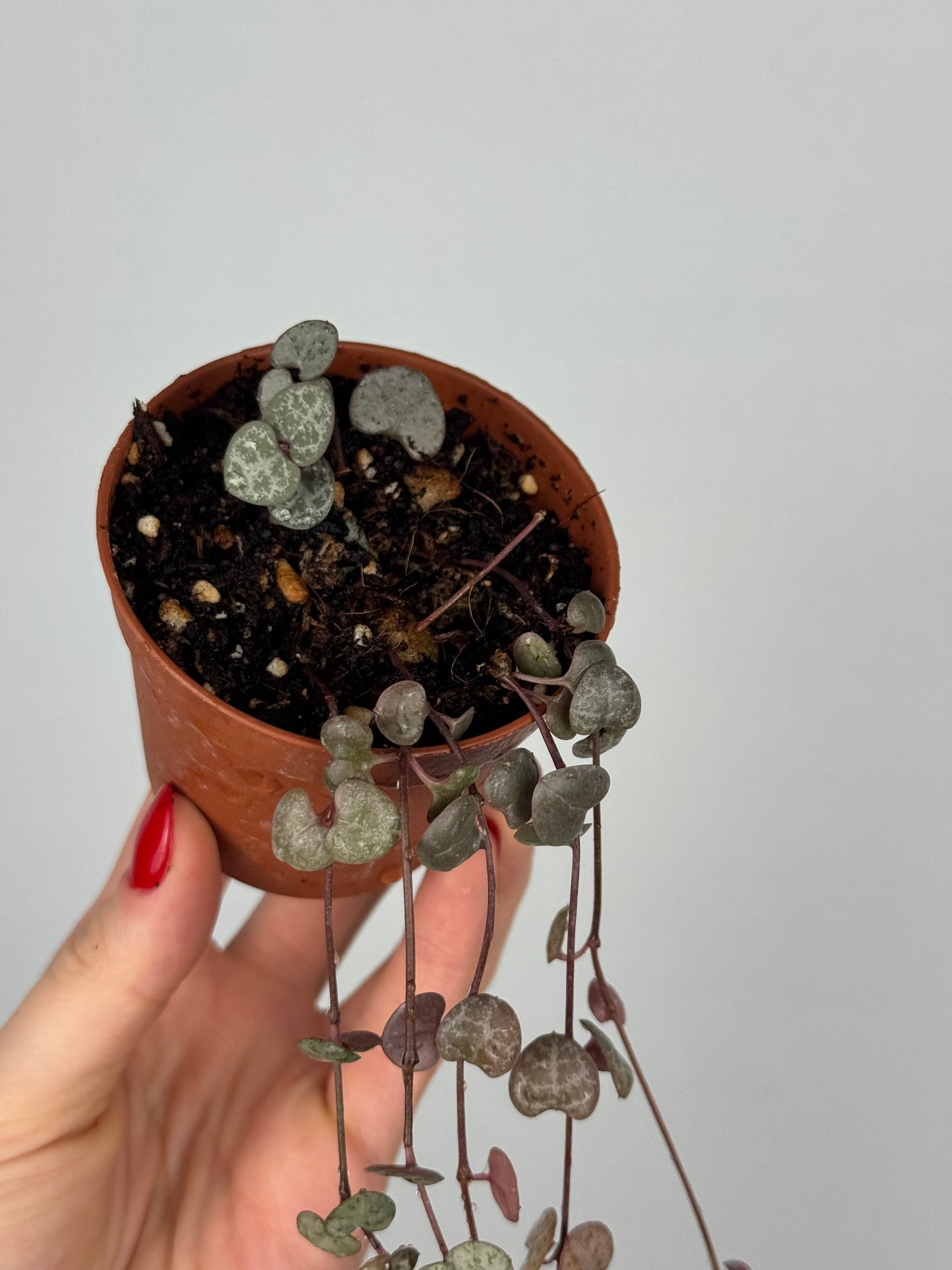 Ceropegia Woodii | Valerie