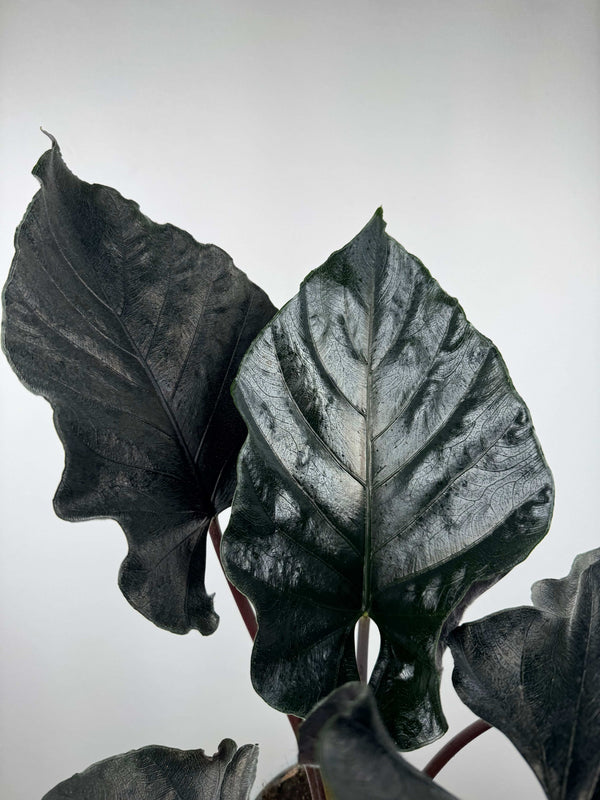 Alocasia Antoro Velvet