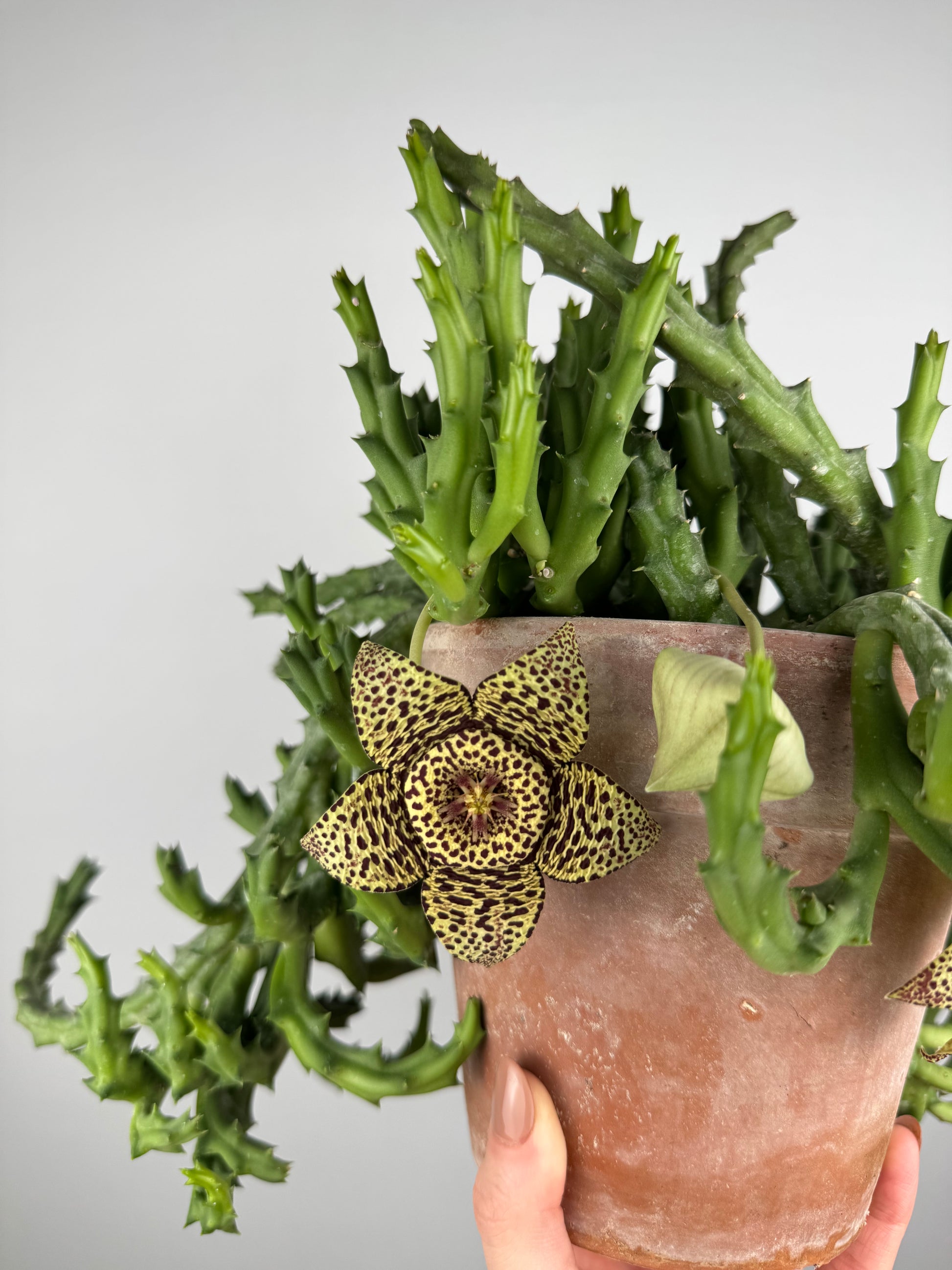 Stapelia Huernia “Variegata”