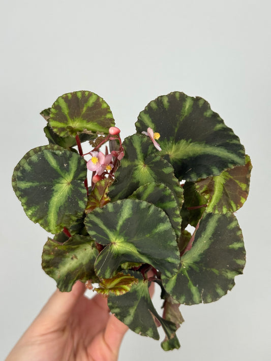 Begonia Cleopatrae Begonia Tropical Corner