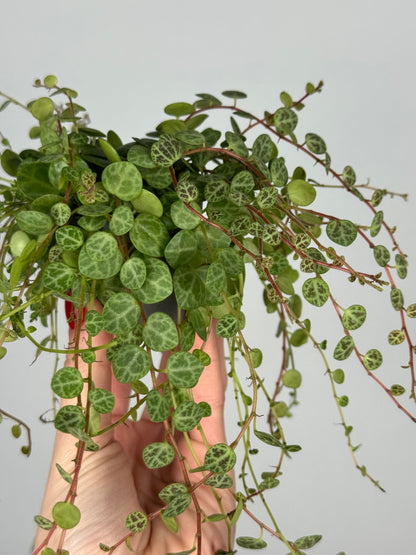 Peperomia Prostrata