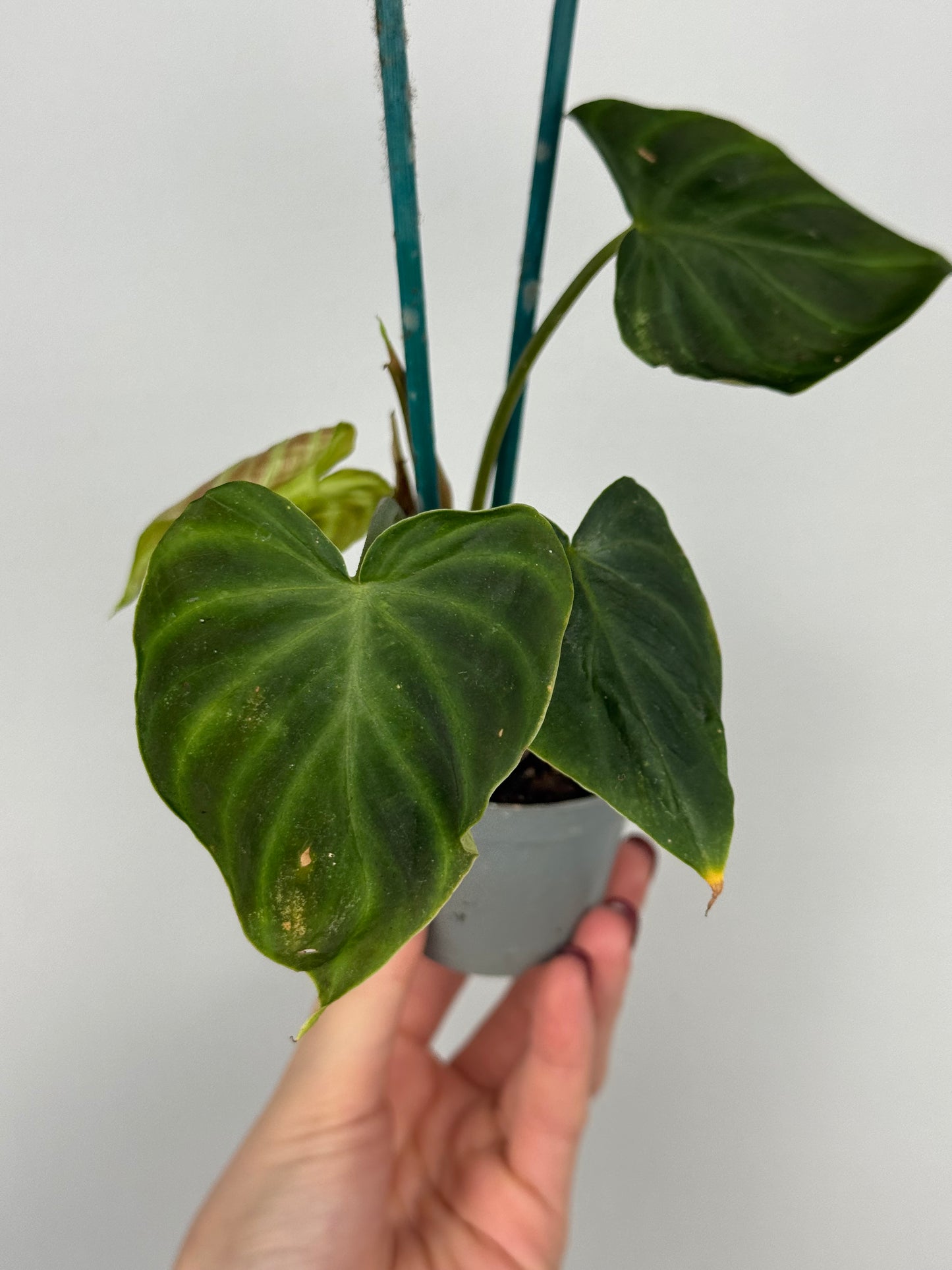 Philodendron El Choco Red | Nilo