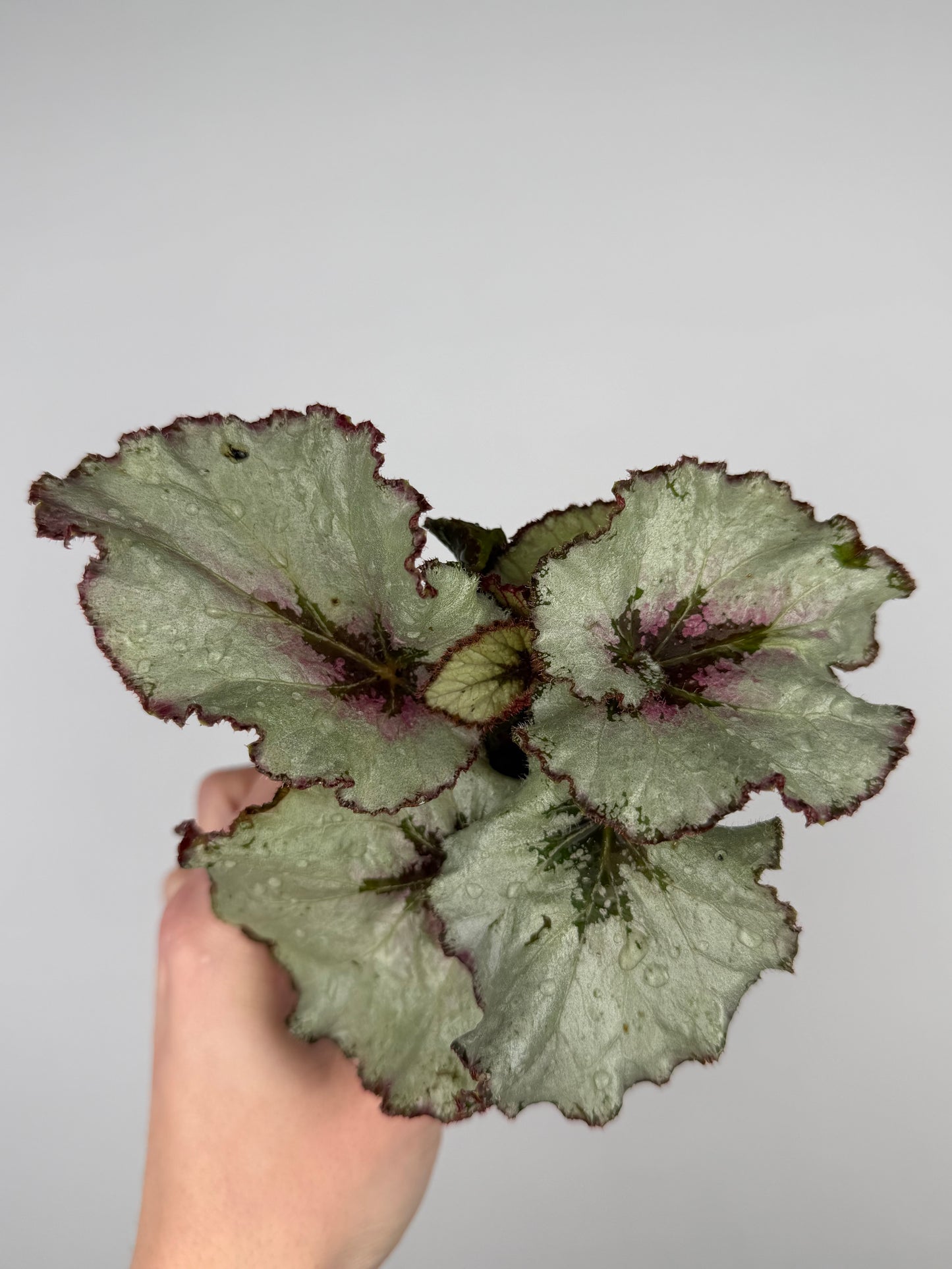 Begonia rex Hybrid