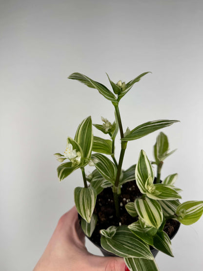 Tradescantia Fluminensis “Albovittata”