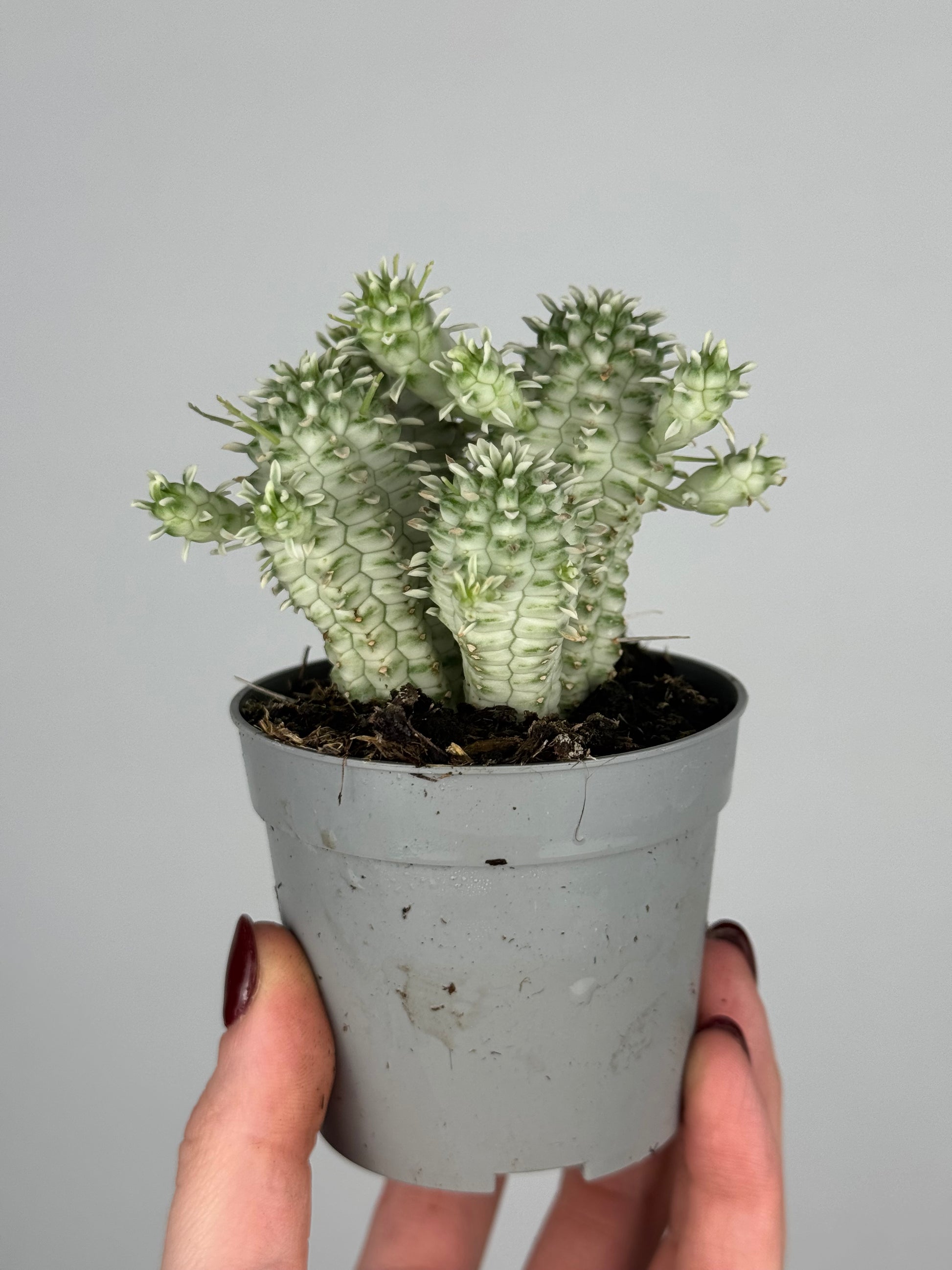 Euphorbia mammillaris variegata