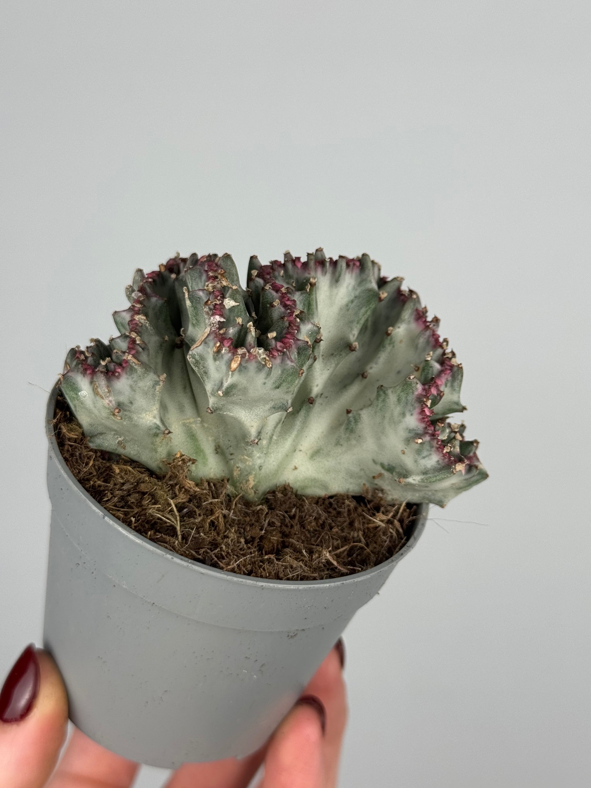 Euphorbia lactea f. crestata variegata