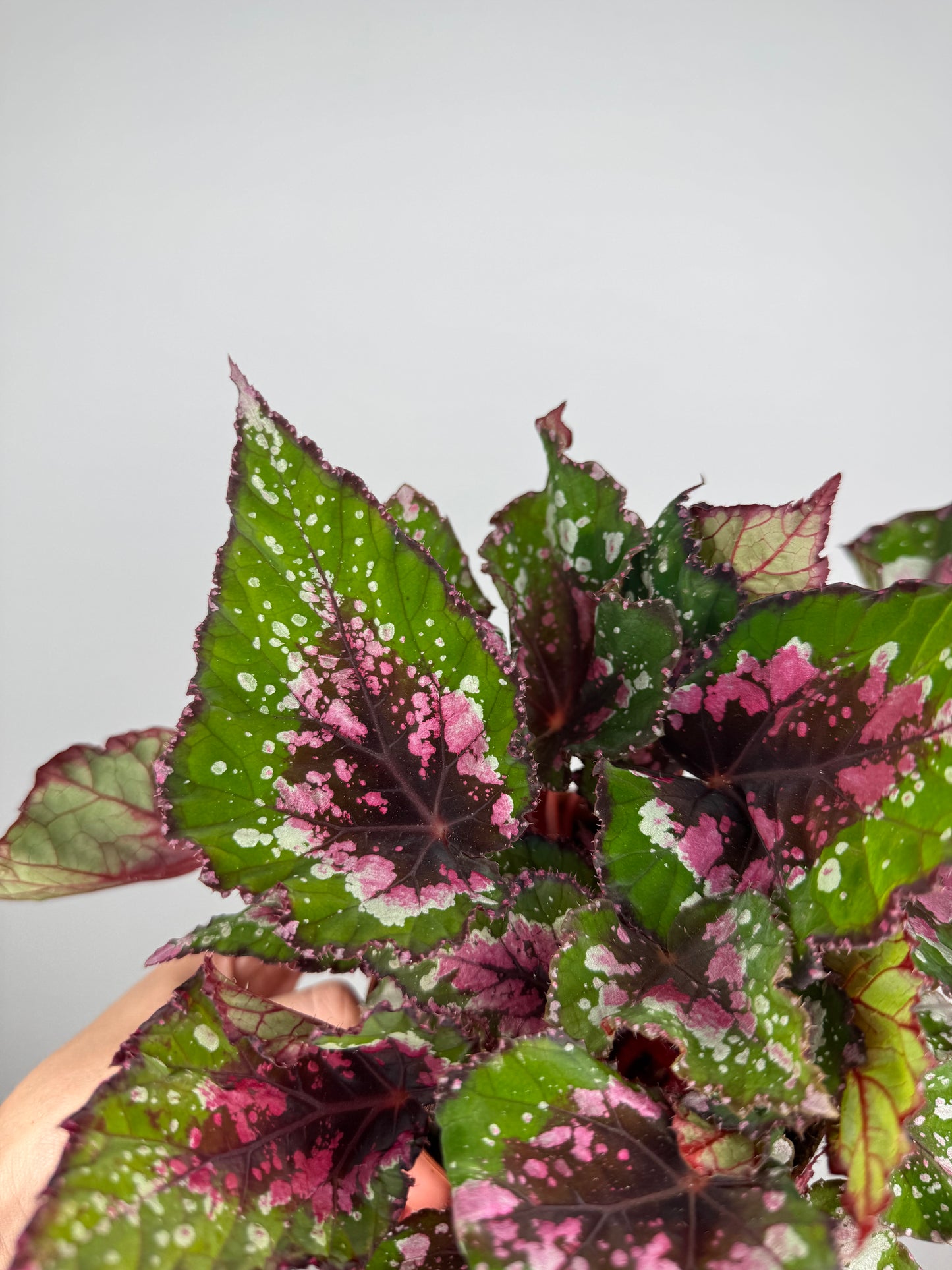 Begonia Rex “Purple Blush”