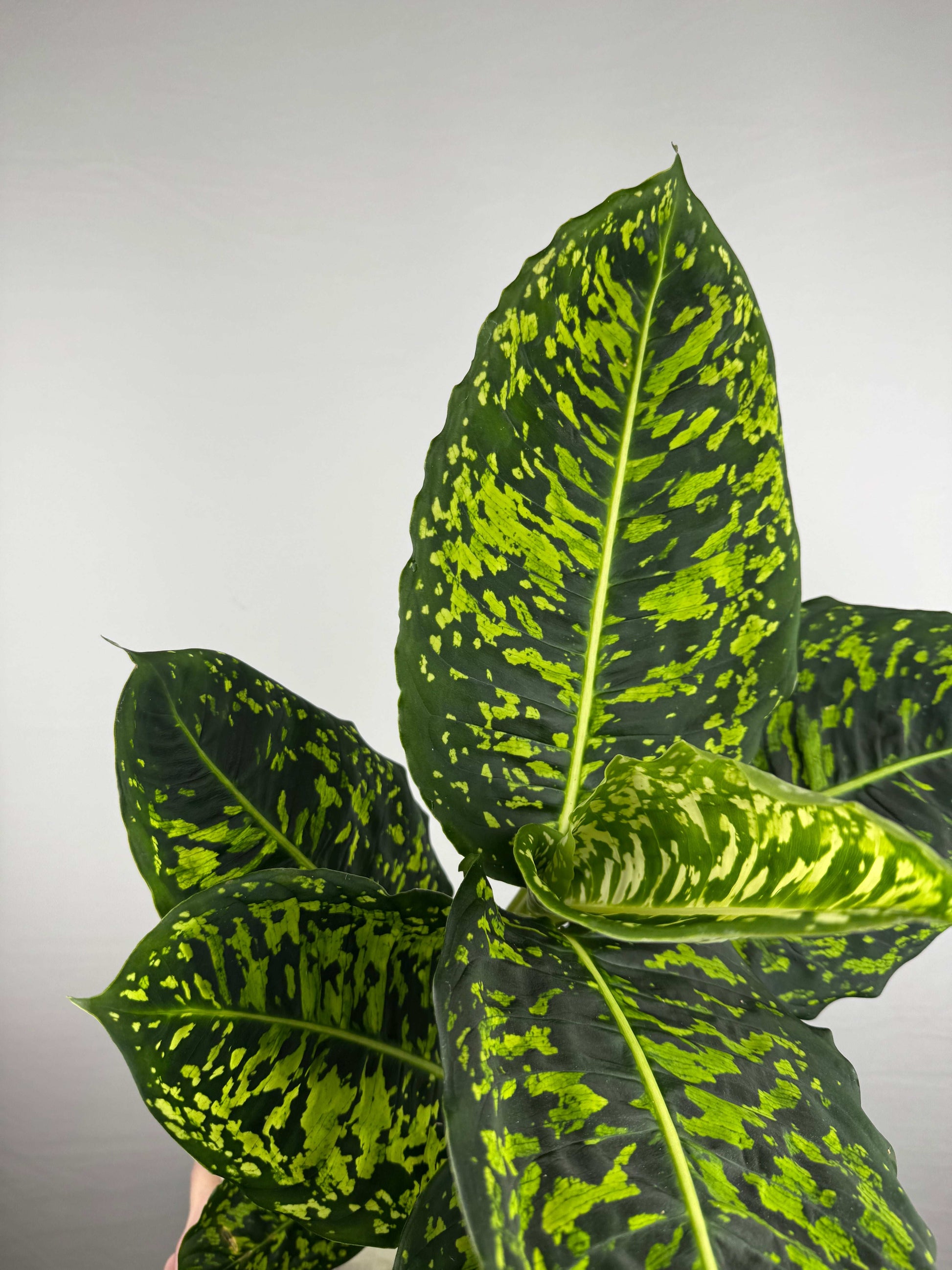 Dieffenbachia “Reflector”