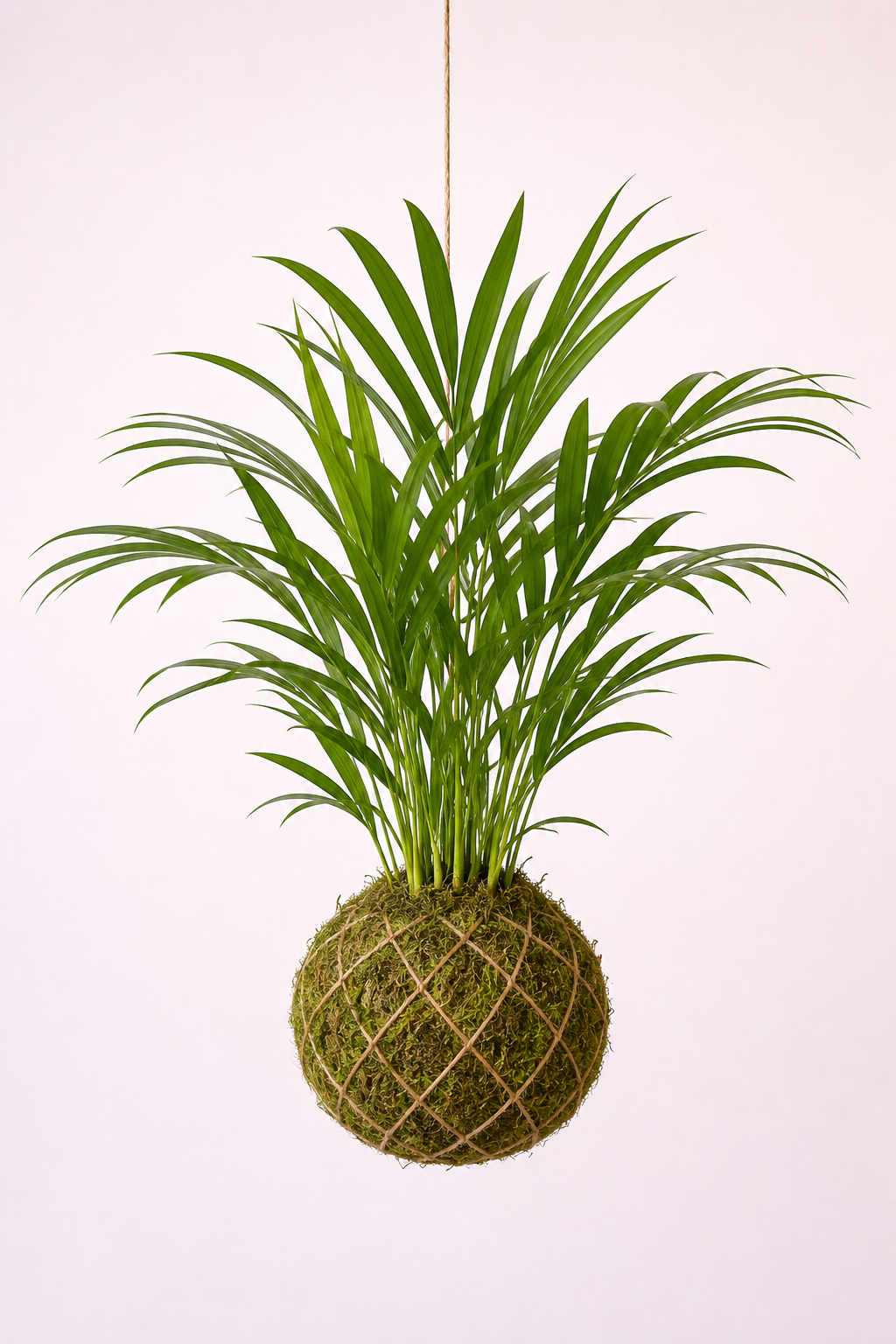 Baby Kokedama | Dypsis lutescens Baby Kokedama Tropical Corner
