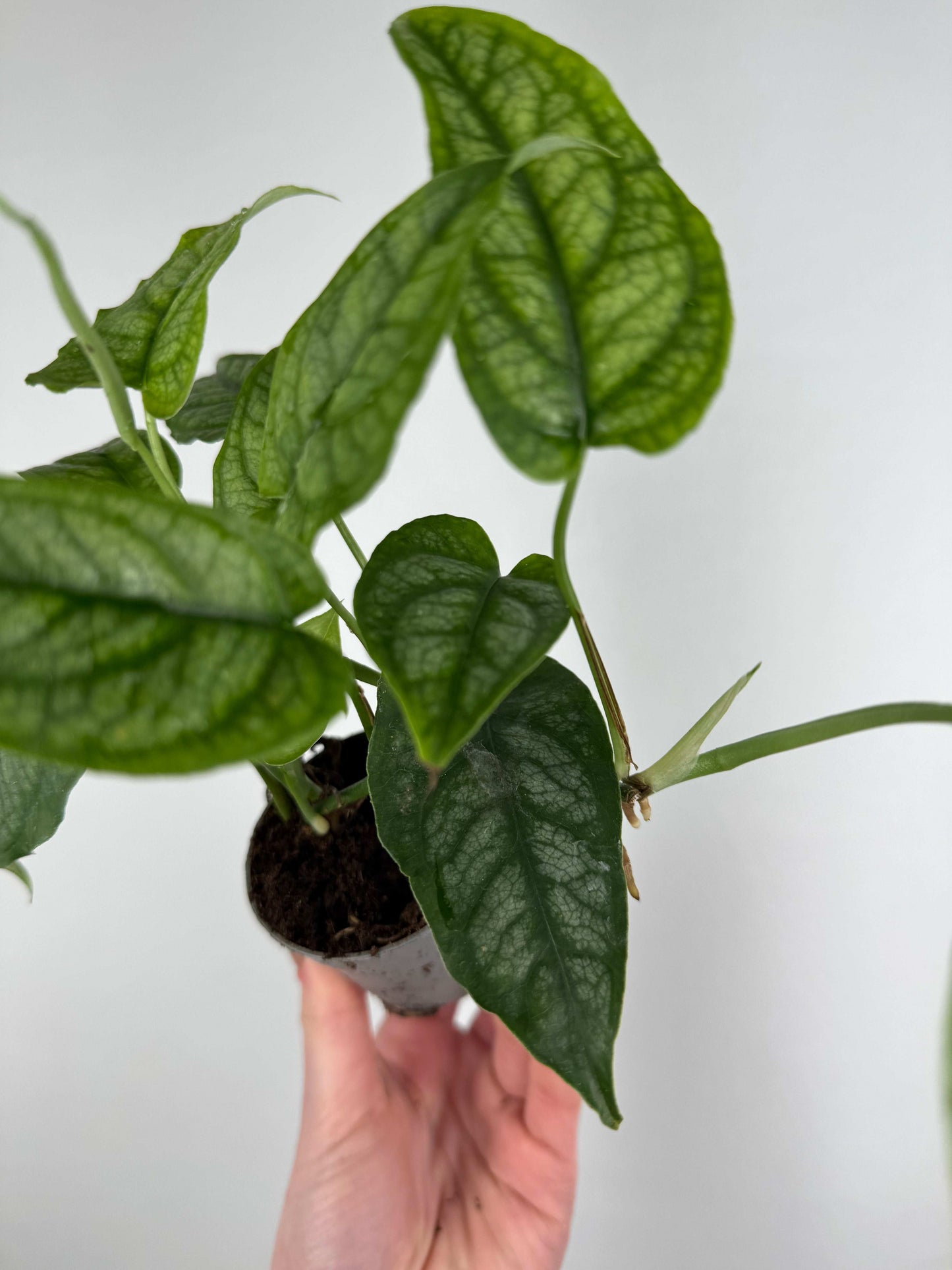 Monstera Siltepecana