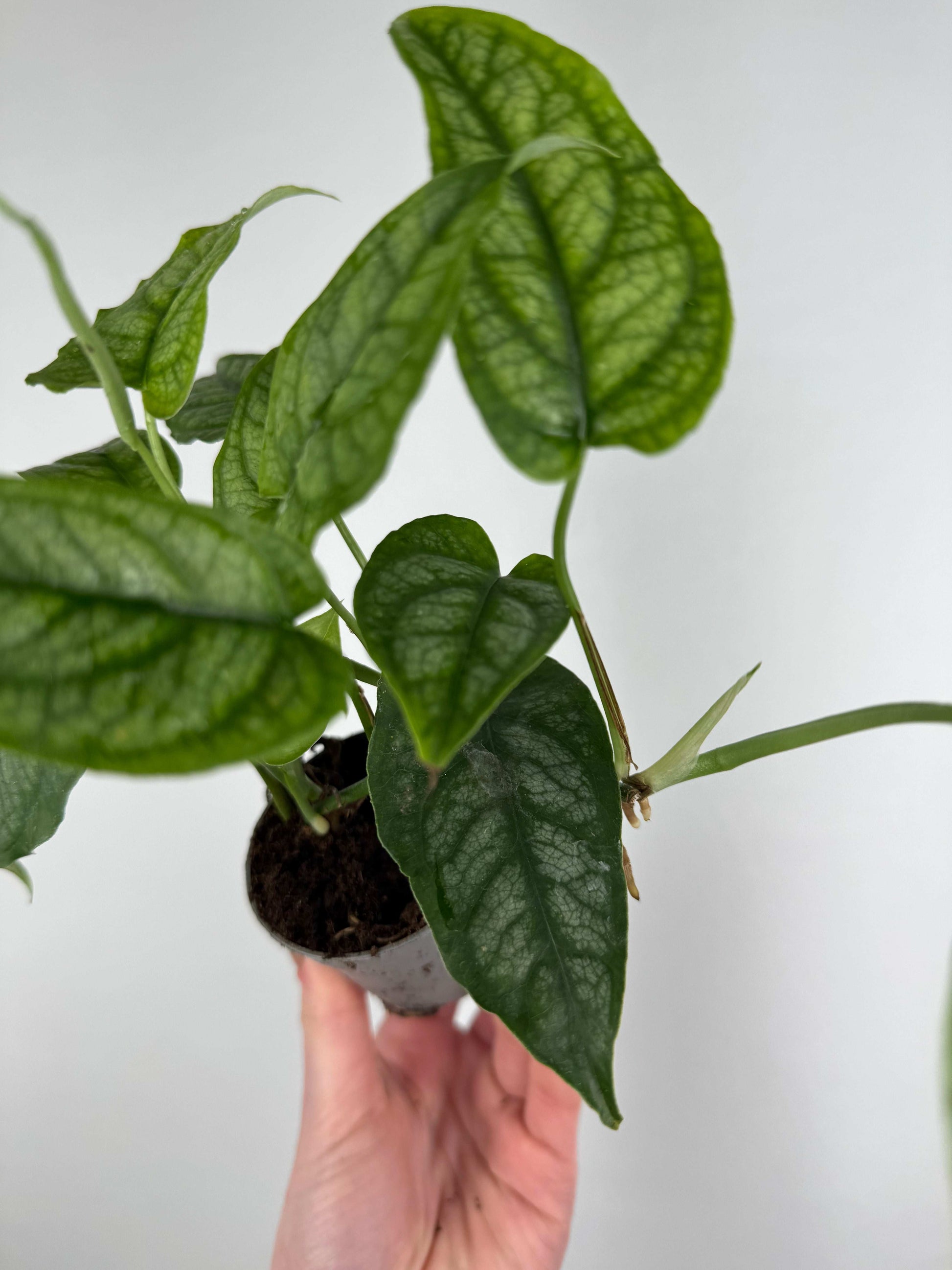 Monstera Siltepecana
