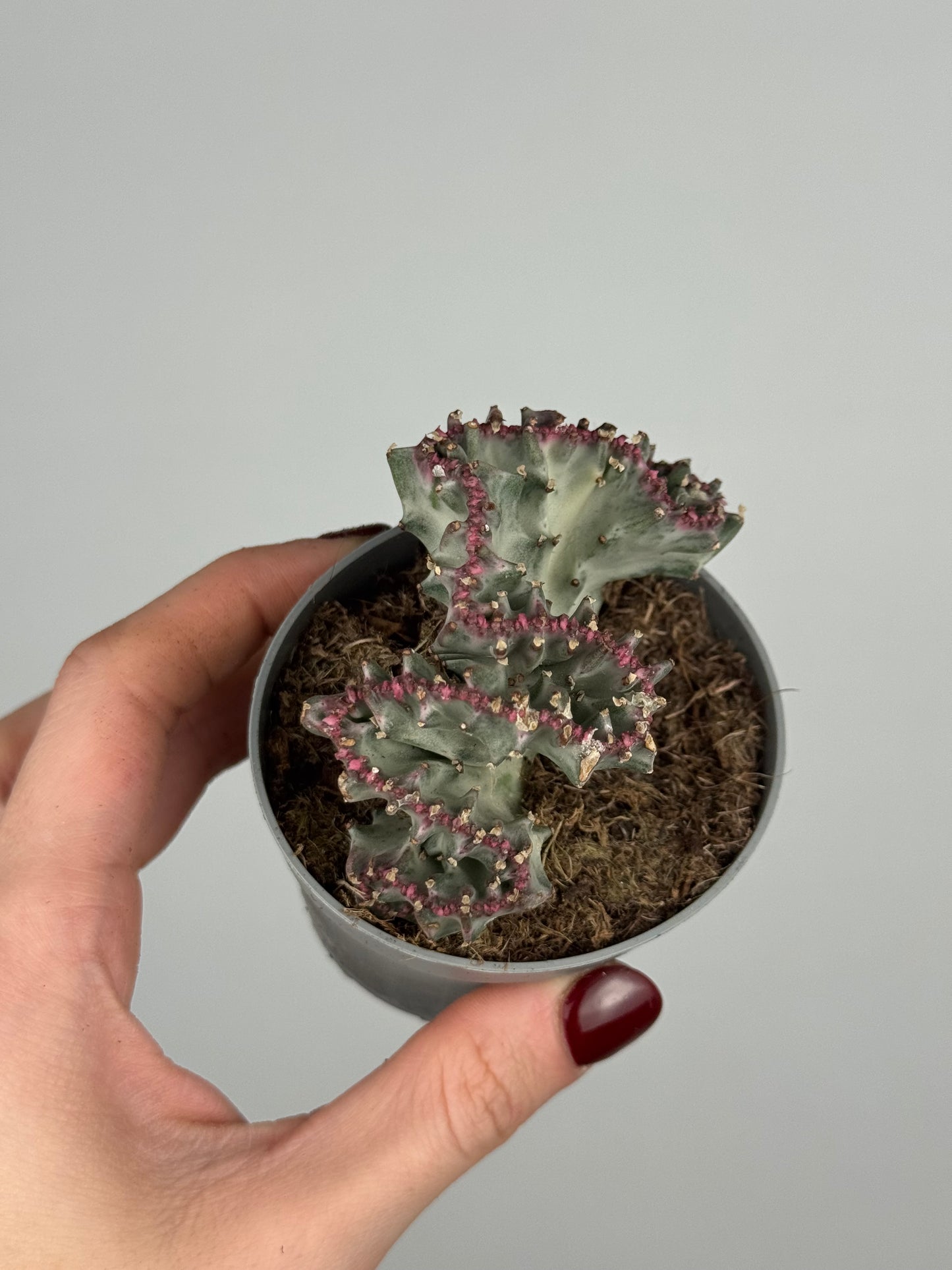 Euphorbia lactea f. crestata variegata