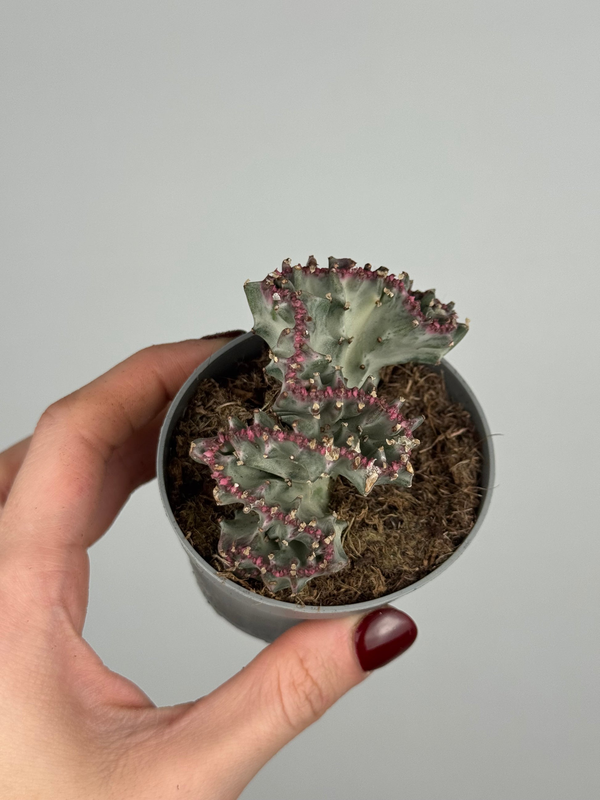Euphorbia lactea f. crestata variegata