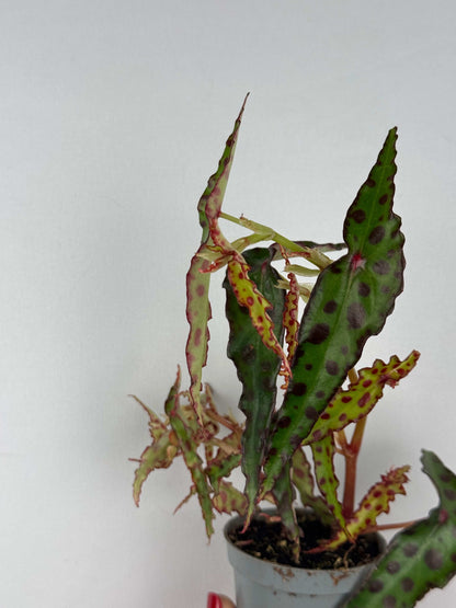 Begonia Amphioxus