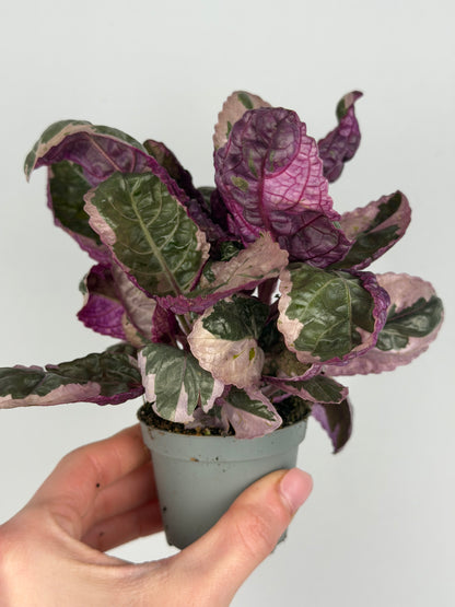 Hemigraphis alternata 'Snow White' Hemigraphis Tropical Corner