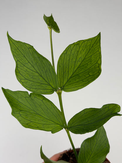 Hoya Polyneura