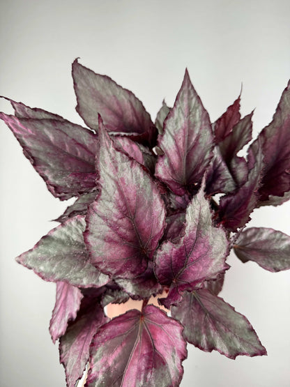 Begonia “Maori Haze”