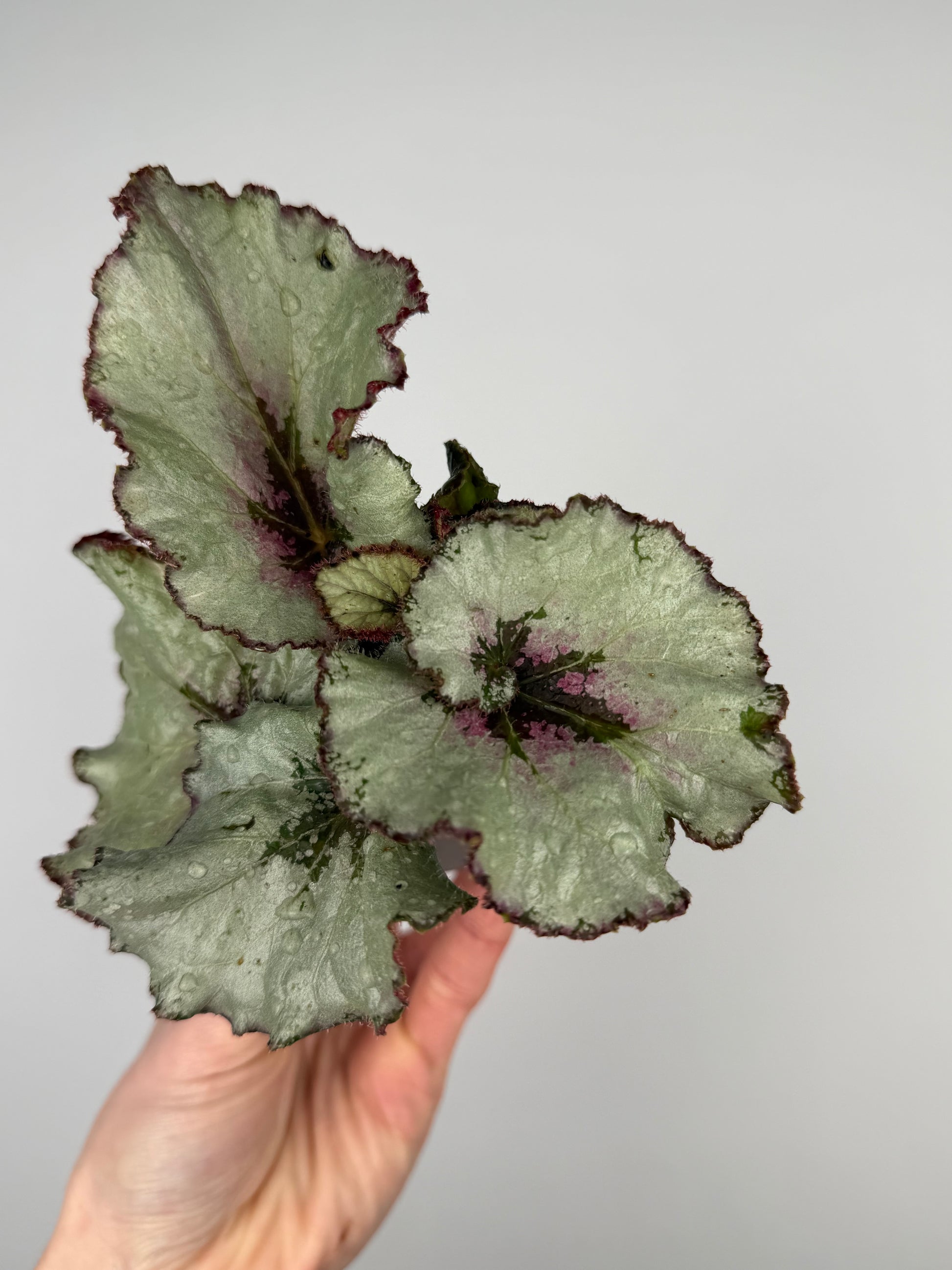 Begonia rex Hybrid