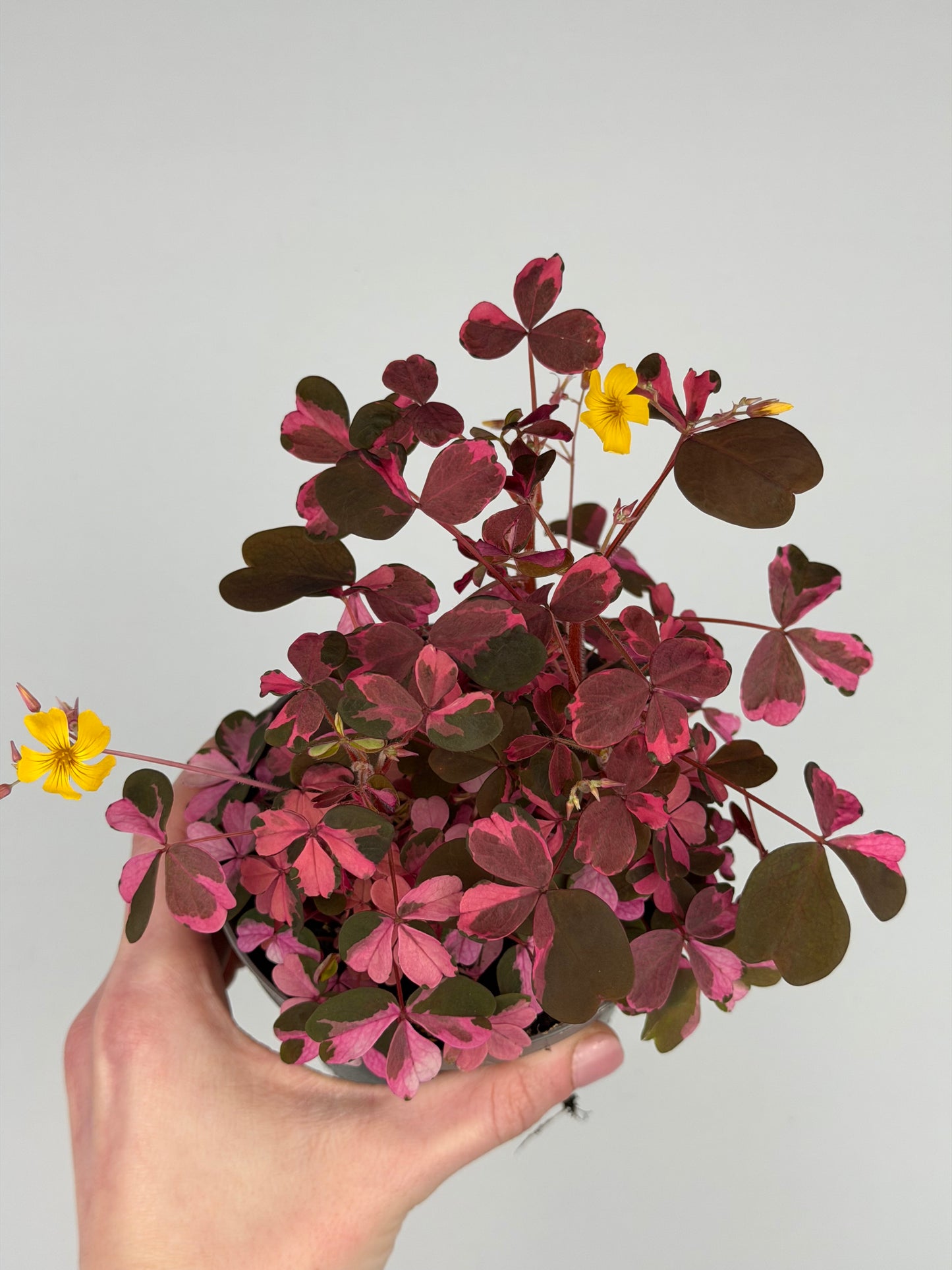 Oxalis Vulcanicola 'Plum Crazy' Oxalis Tropical Corner