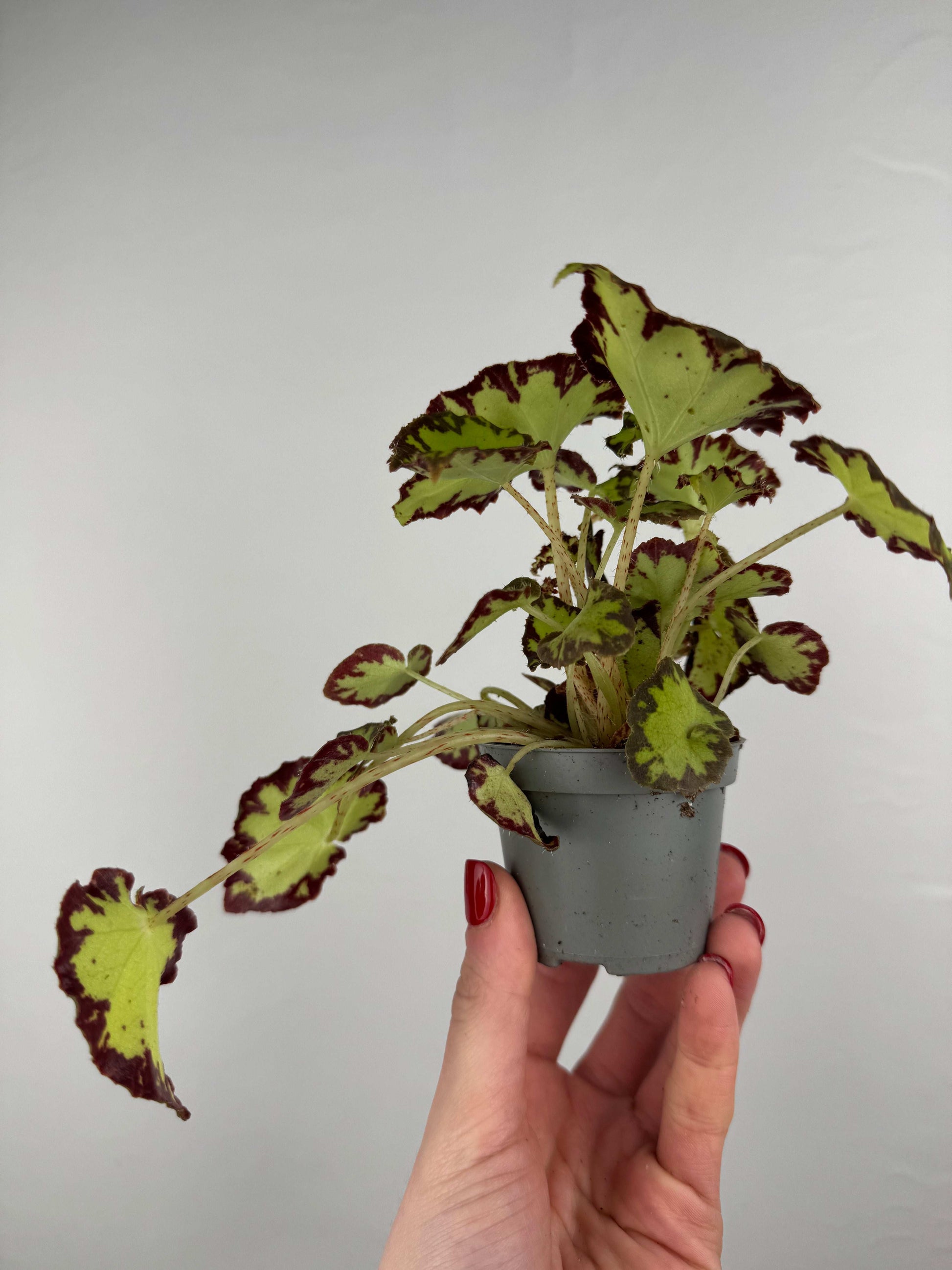 Begonia Bowerae “Red Jive”
