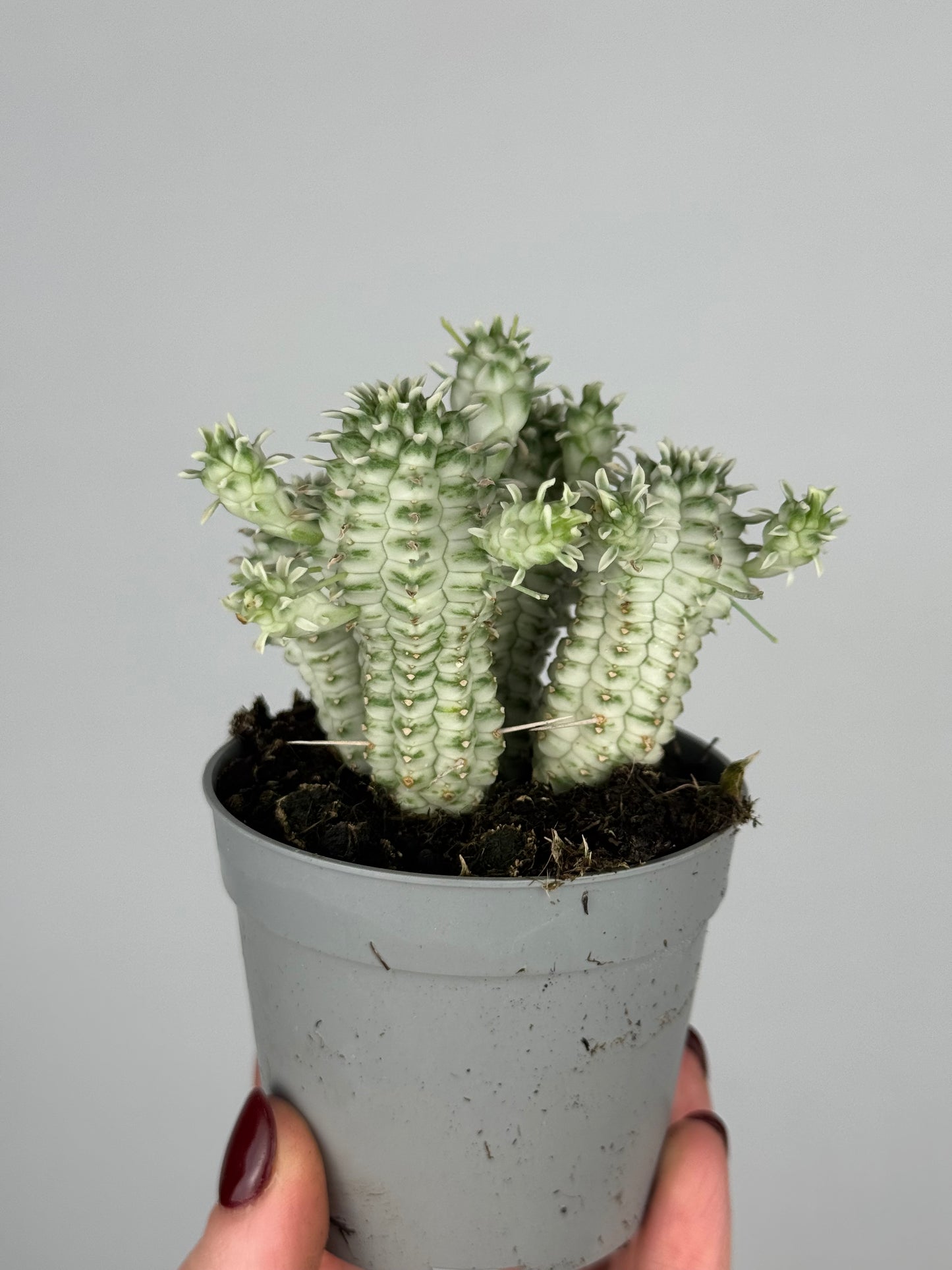 Euphorbia mammillaris variegata
