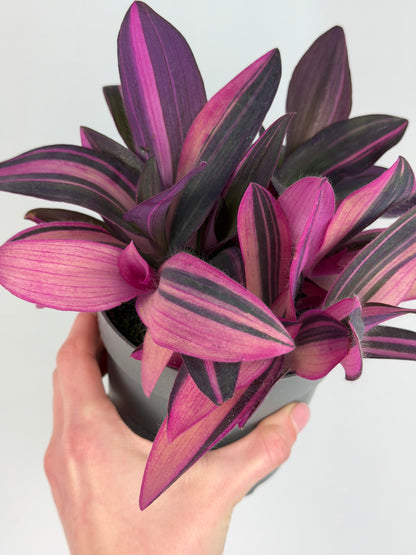 Tradescantia 'Purple Heart' Pink Stripe Tradescantia Tropical Corner